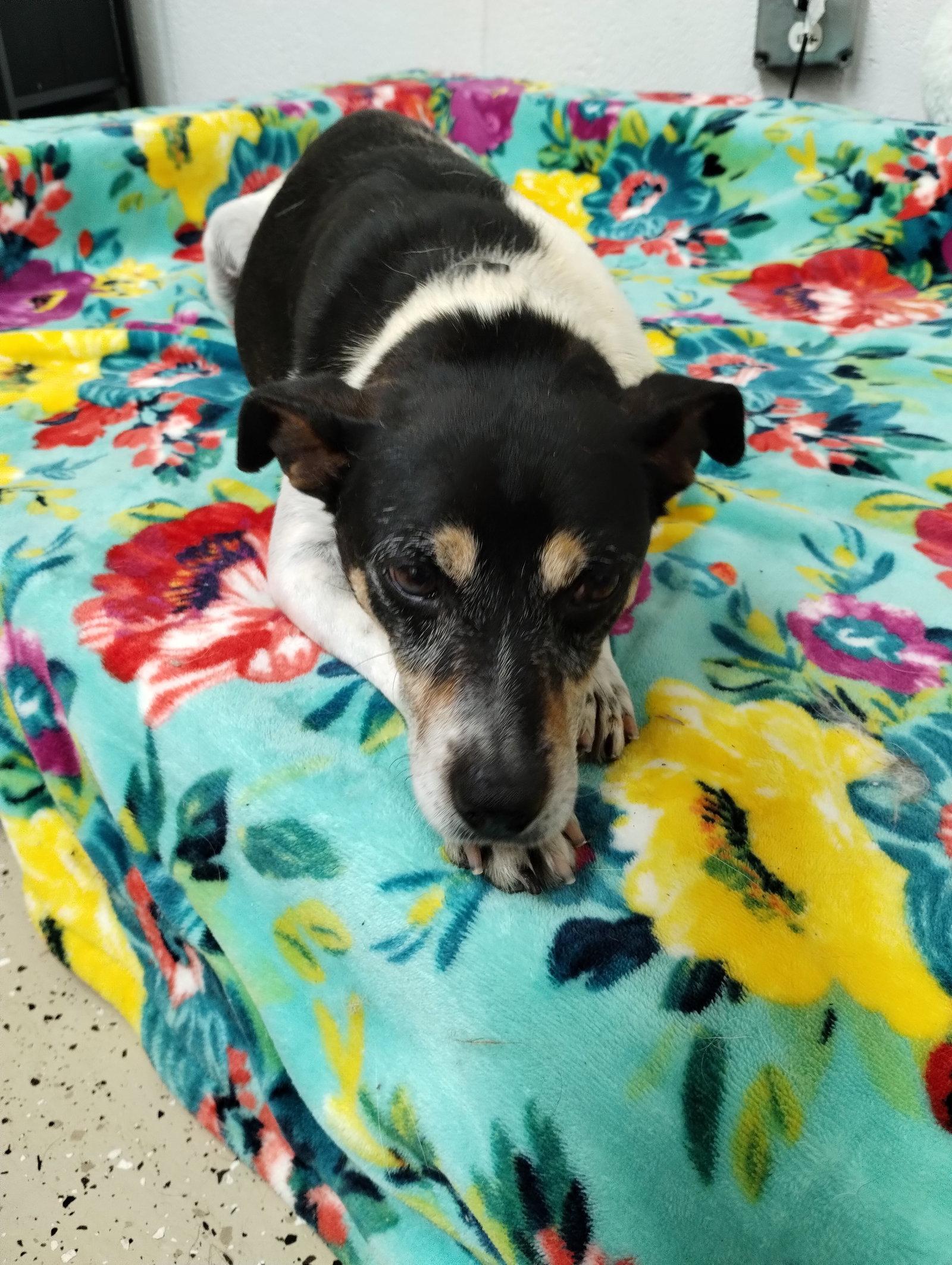 George, Adoptable, Senior Male Rat Terrier & Jack Russell Terrier.