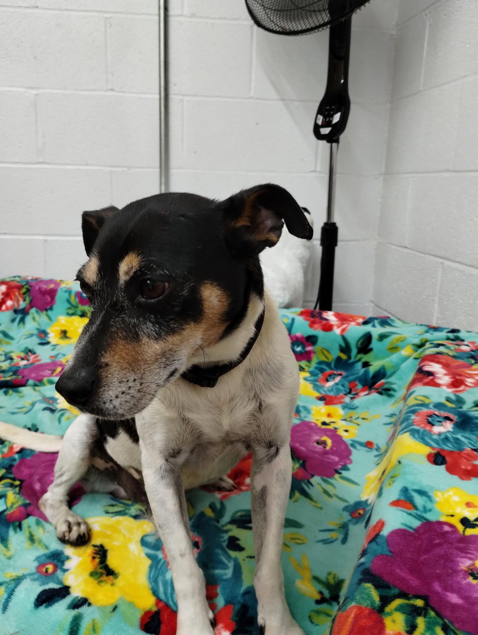 Enlarge George, a Adoptable mixed breed in York, SC image 2/3
