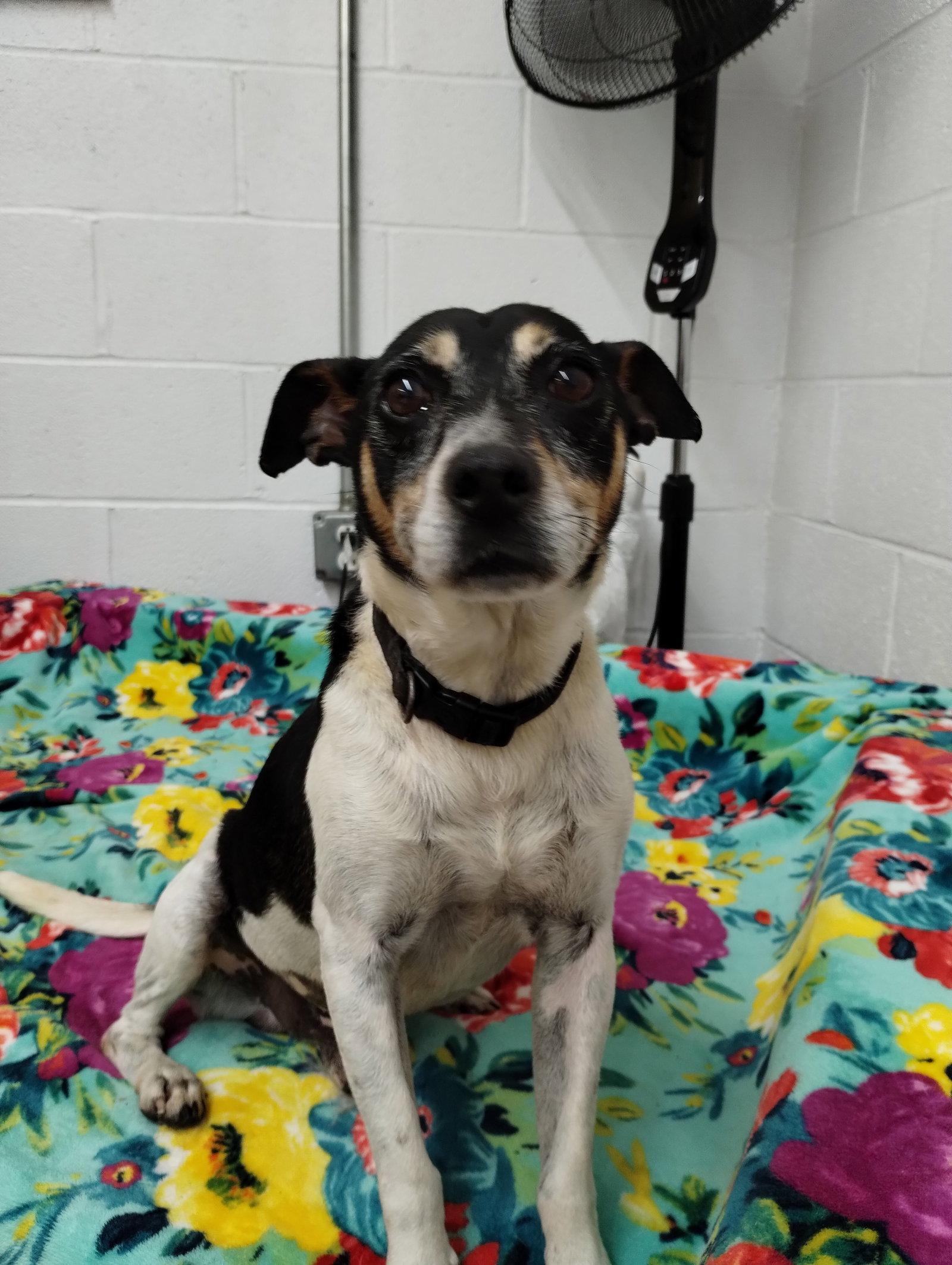 Enlarge George, a Adoptable mixed breed in York, SC image 3/3