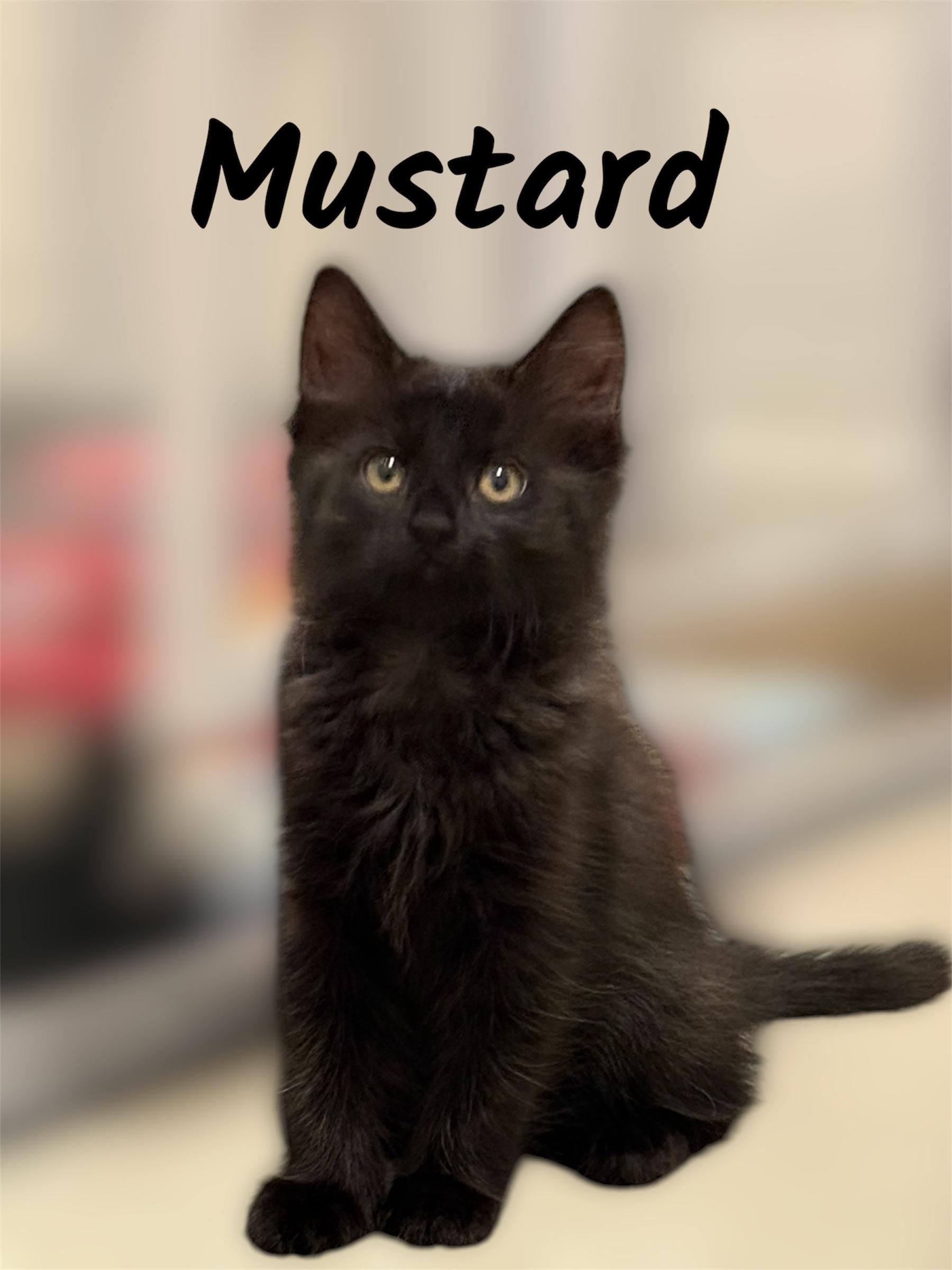 Mustard, adoptable, Kitten Female Domestic Medium Hair.