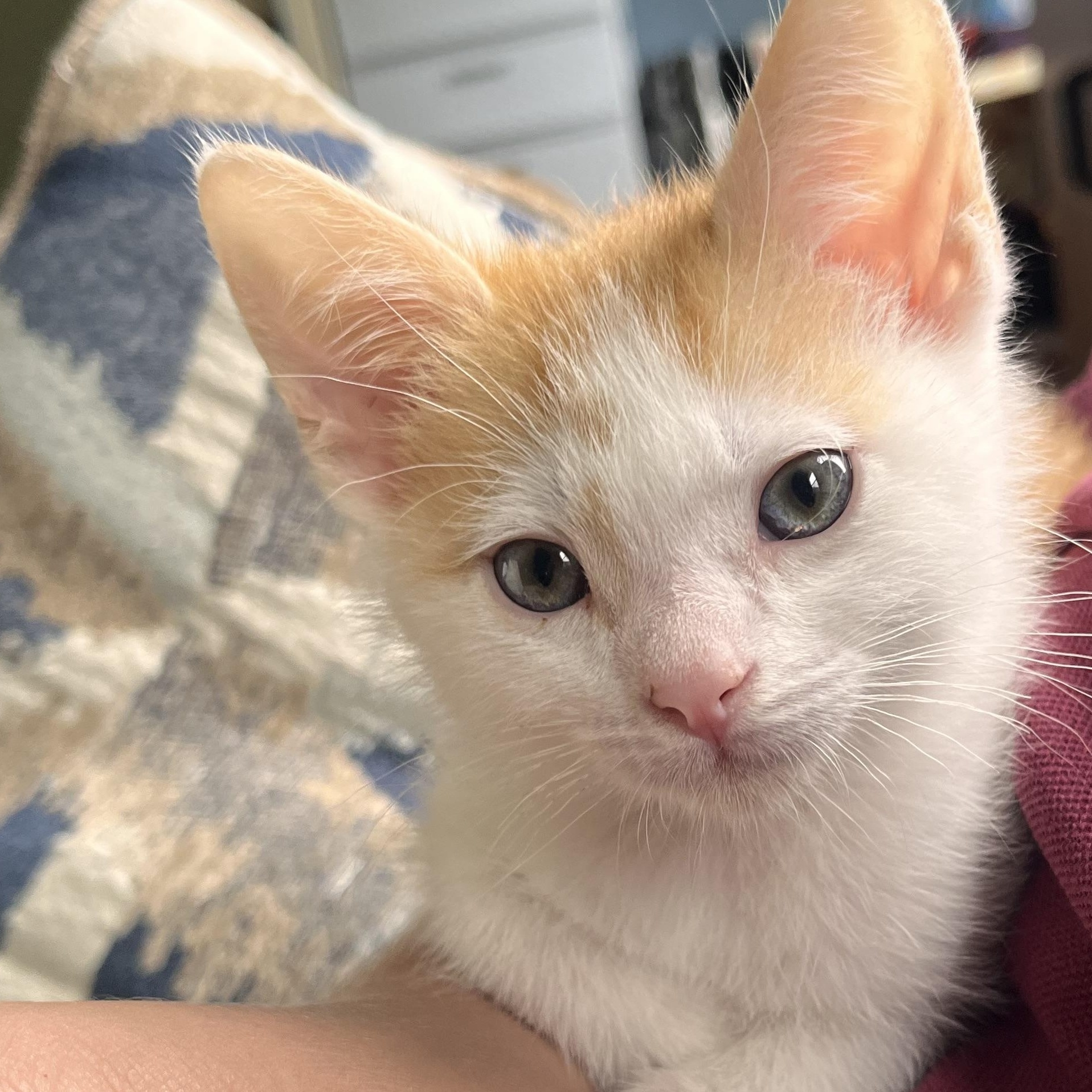 Enlarge Arthur, an adopted Domestic Short Hair in Richland, MI image 1/1