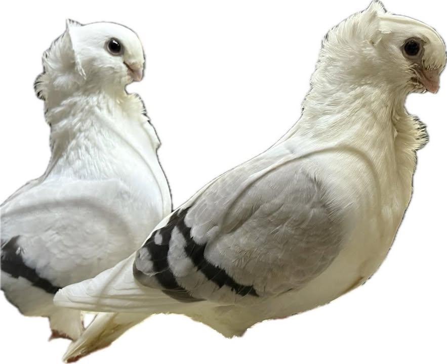 Butter and Noodle, Adoptable, Young Unknown Pigeon & Dove.