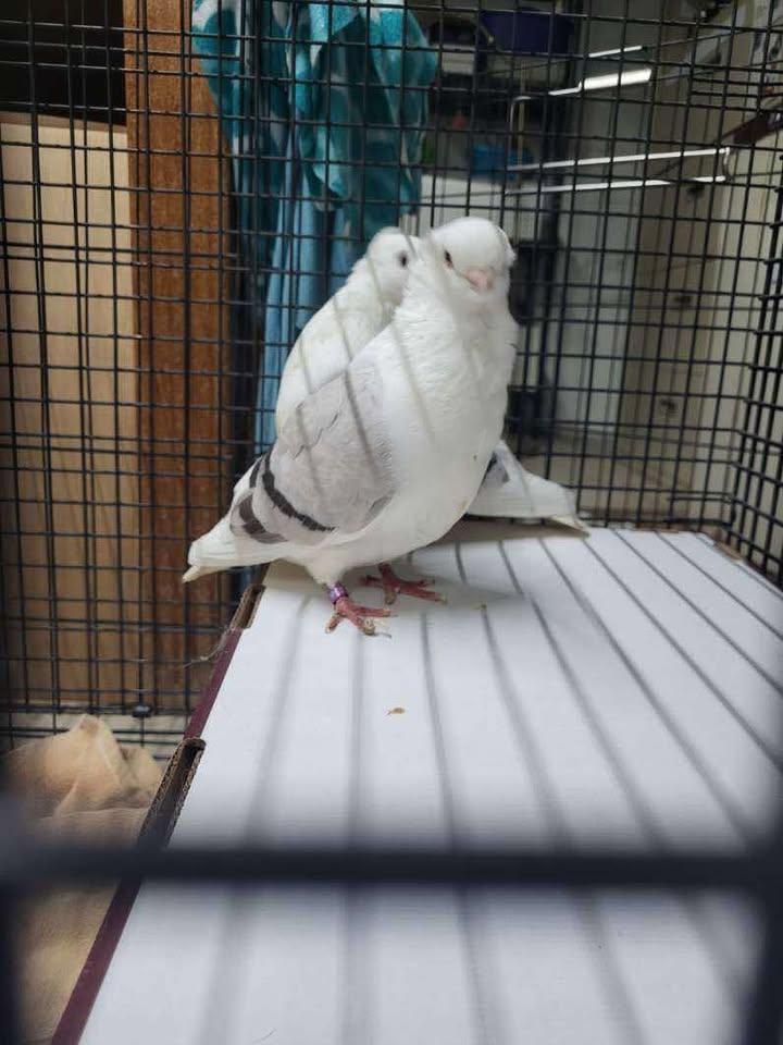 Butter and Noodle, a Adoptable mixed breed in New Brighton, MN image 2/3