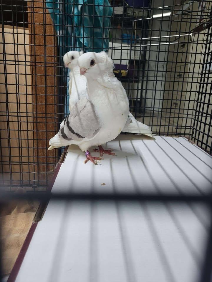 Butter and Noodle, a Adoptable mixed breed in New Brighton, MN image 3/3