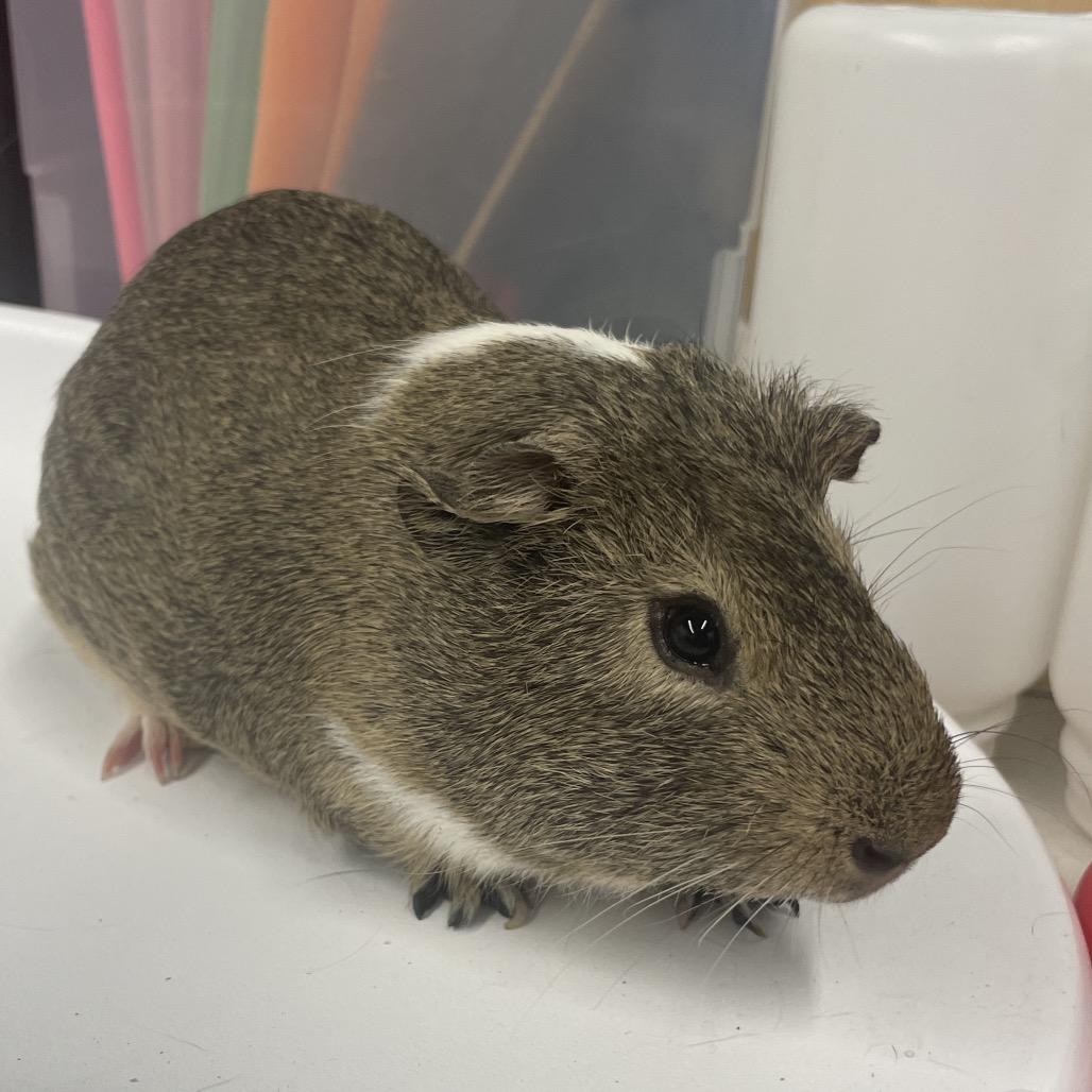 Enlarge Burrata, a Adoptable Guinea Pig in Henderson, NV image 1/1