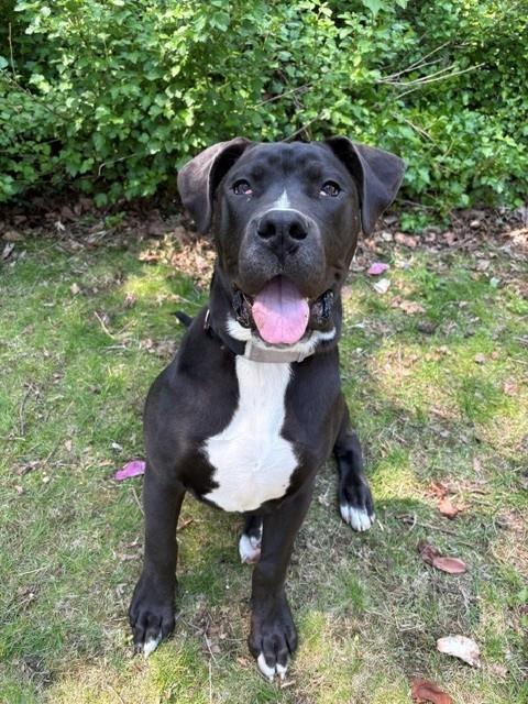 Enlarge BLAZE, a Adoptable American Bulldog in Toronto, ON image 1/1