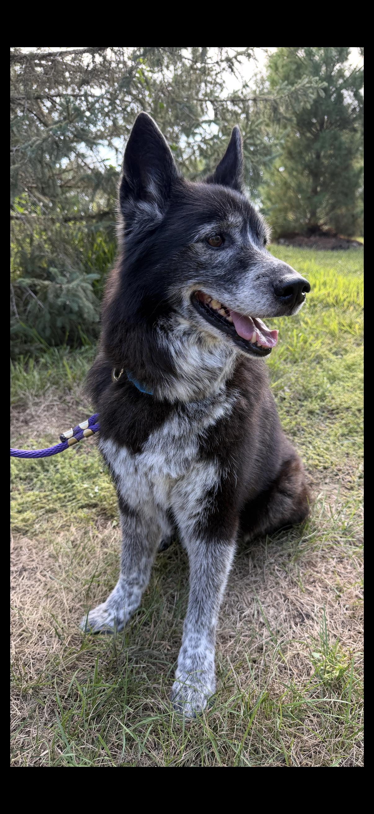 Enlarge Charlie, a Adoptable mixed breed in Omaha, NE image 2/4
