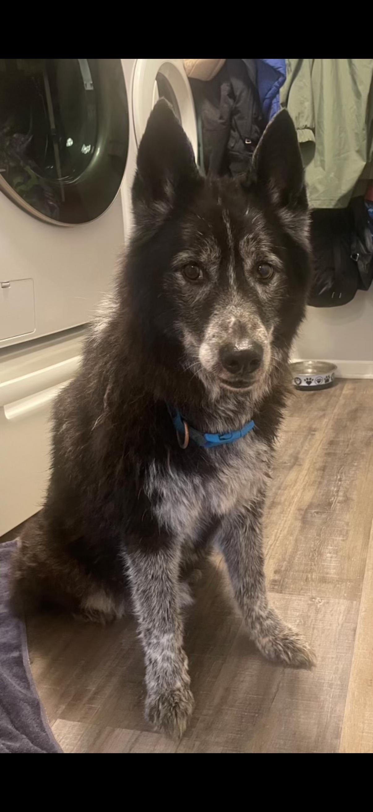 Enlarge Charlie, a Adoptable mixed breed in Omaha, NE image 4/4