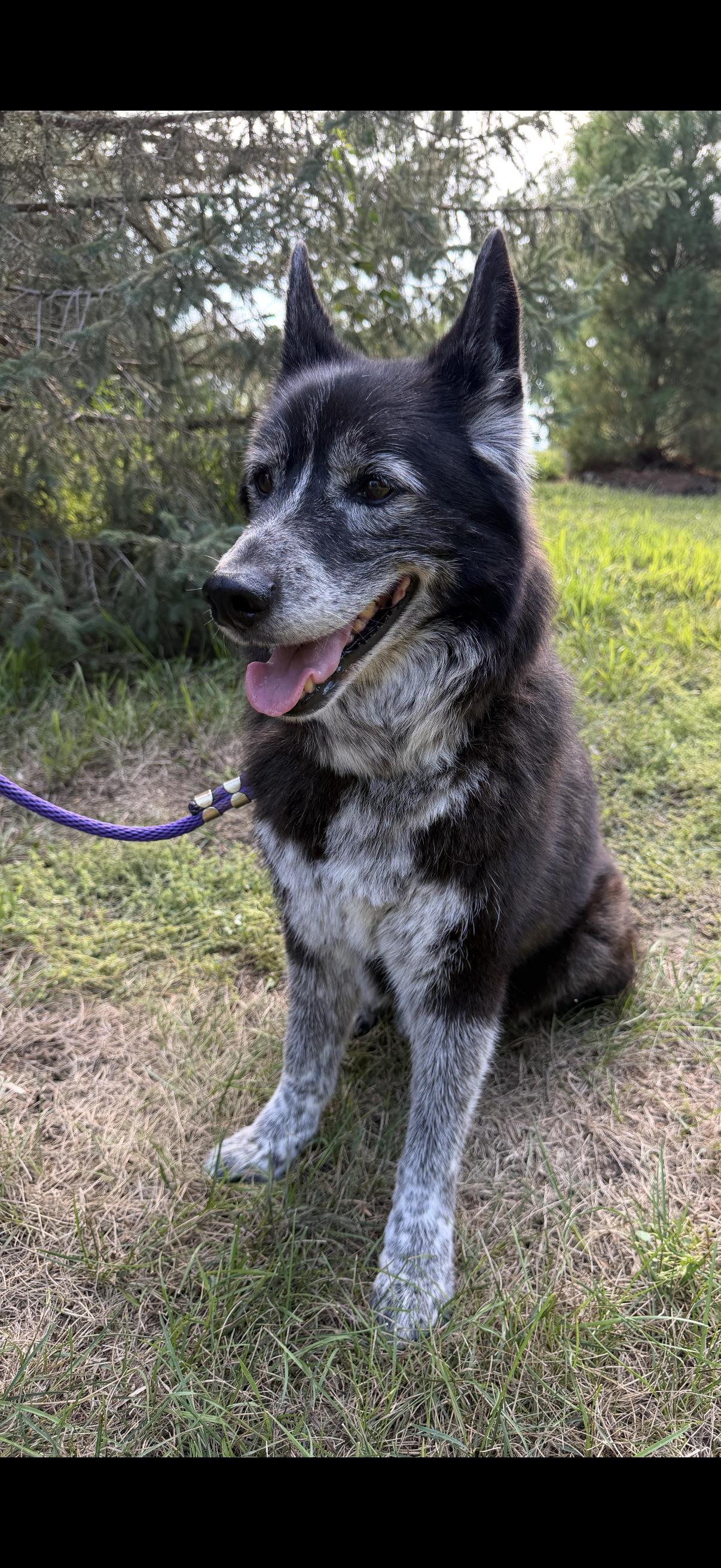 Enlarge Charlie, a Adoptable mixed breed in Omaha, NE image 1/4