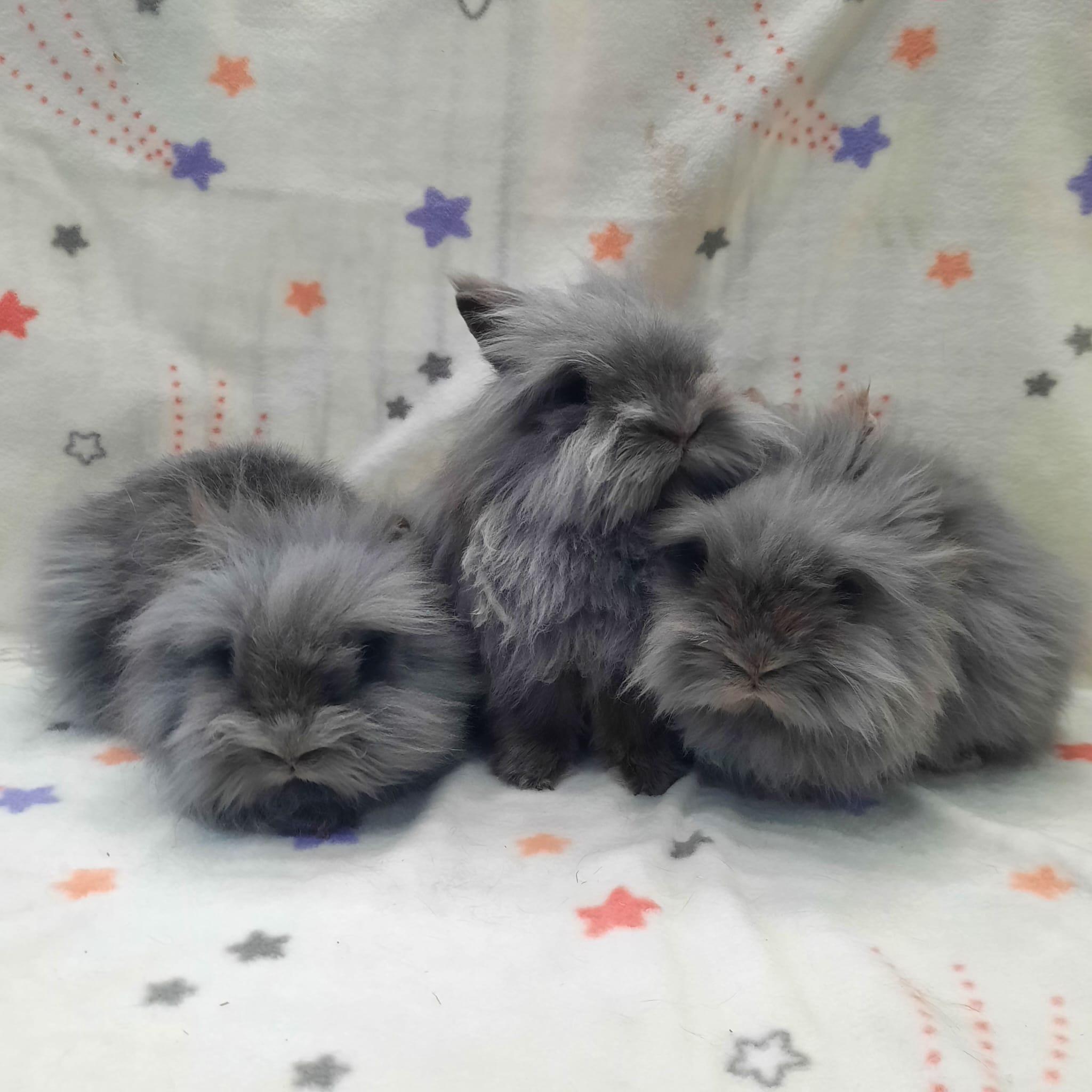 Lenard & Lancelot & Luis, Adult Male Lionhead