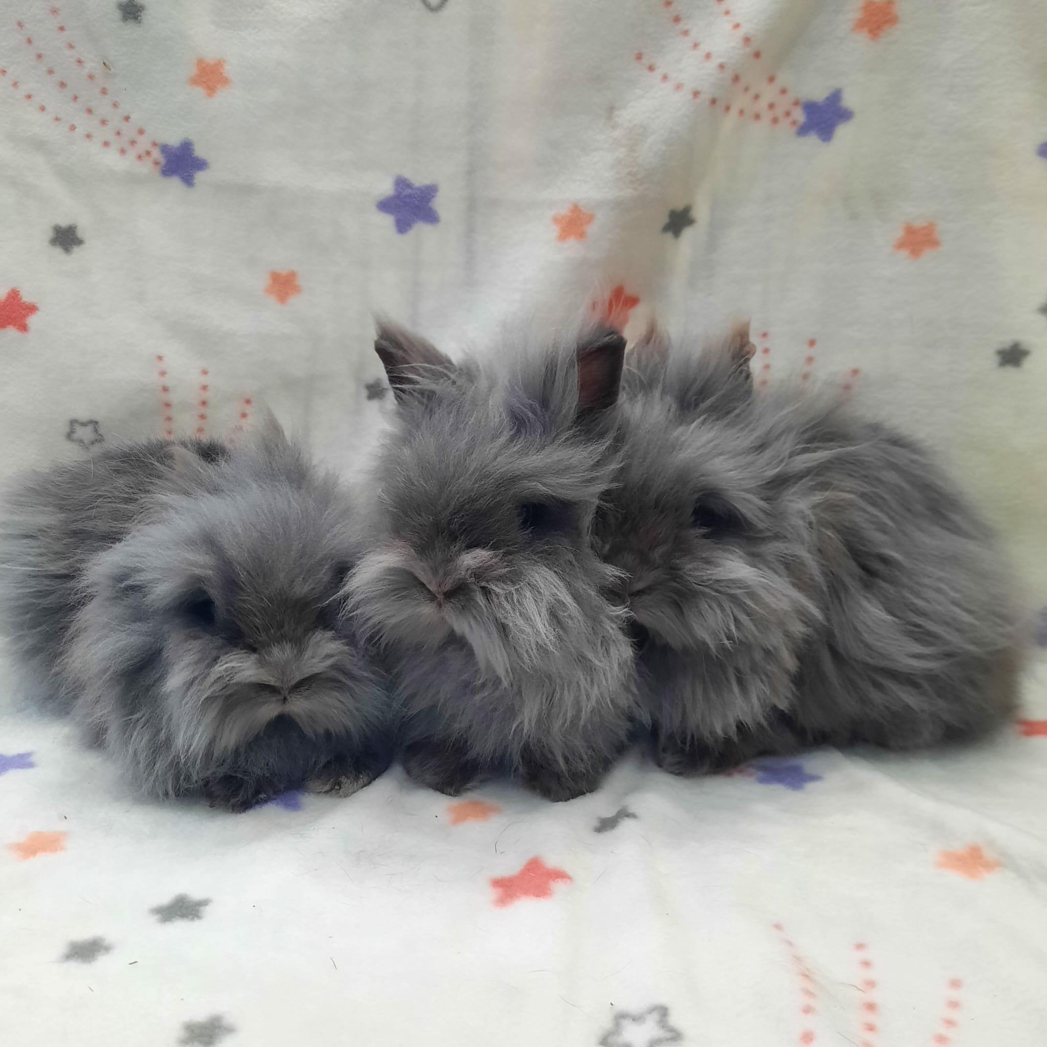Lenard & Lancelot & Luis photo 2