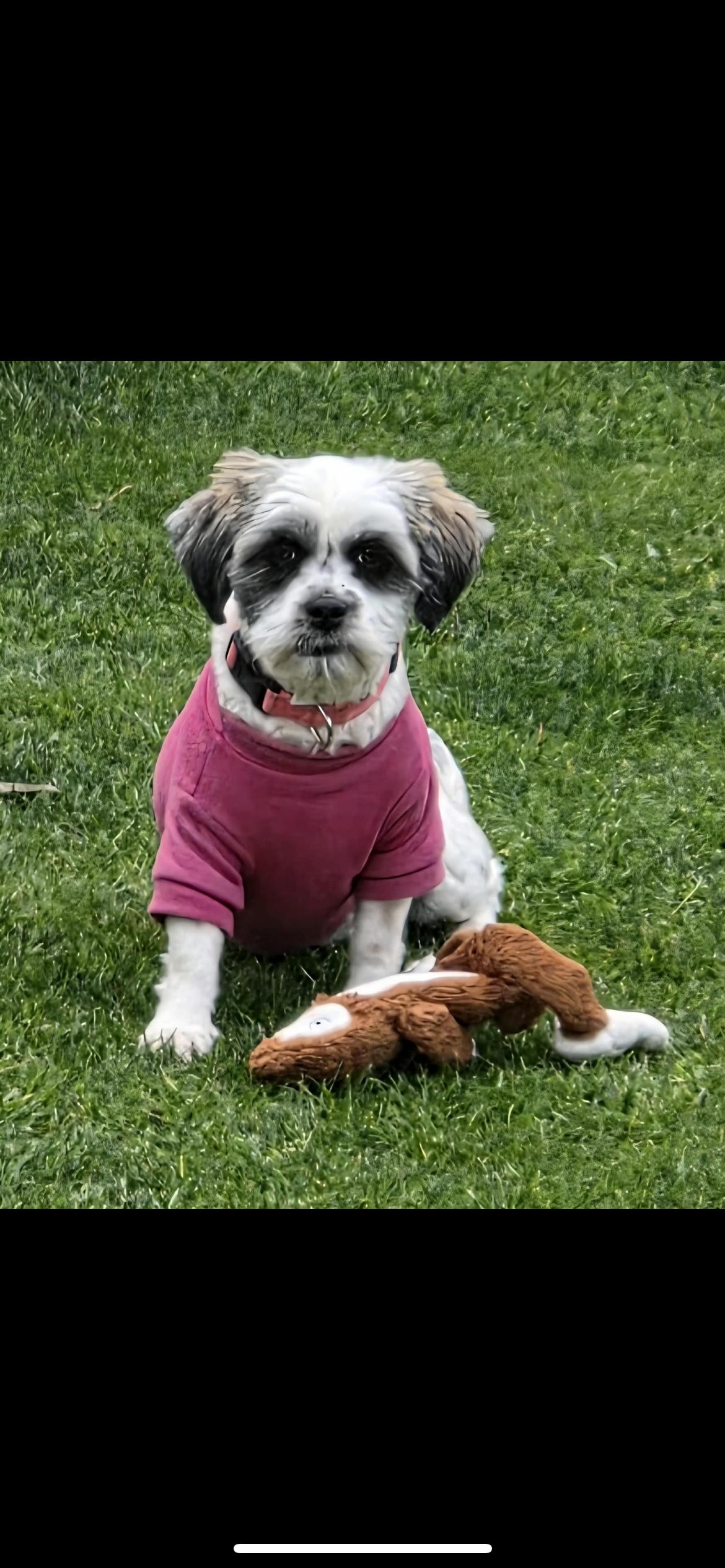 Enlarge Opal, a Adoptable mixed breed in Hamden, CT image 5/6