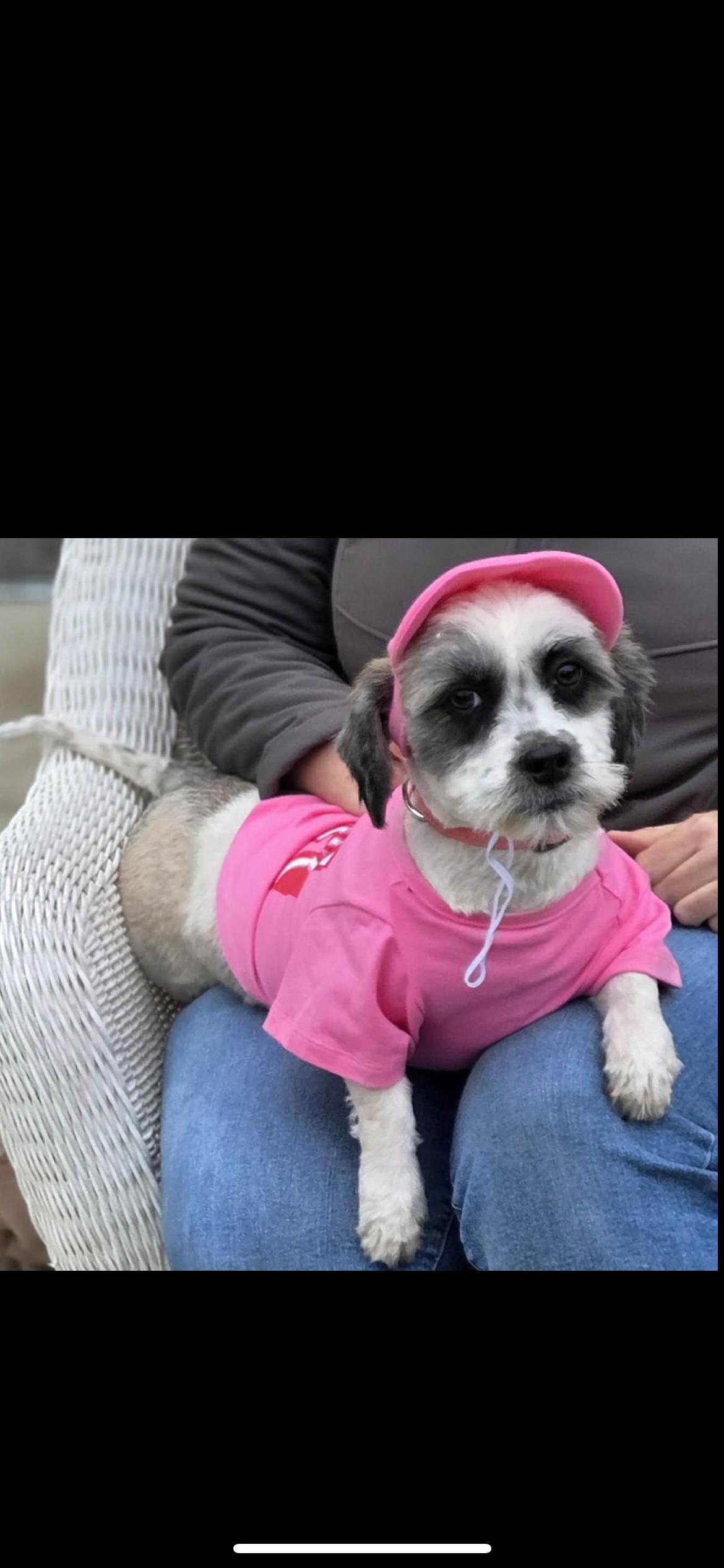 Enlarge Opal, a Adoptable mixed breed in Hamden, CT image 2/6