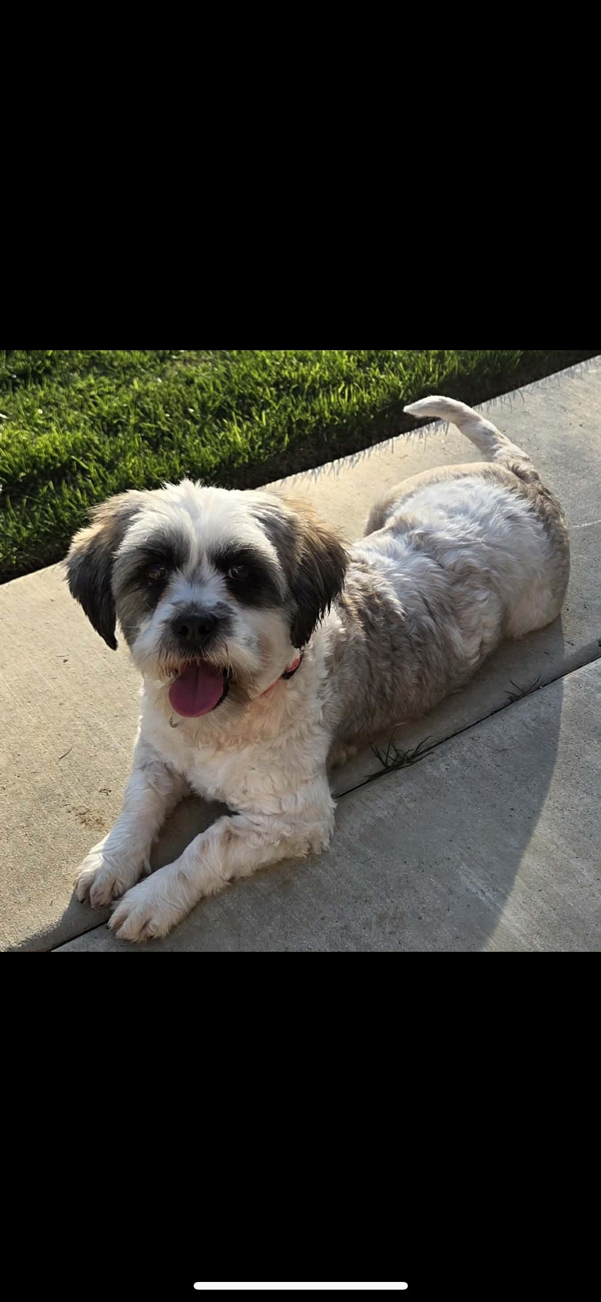 Enlarge Opal, a Adoptable mixed breed in Hamden, CT image 6/6