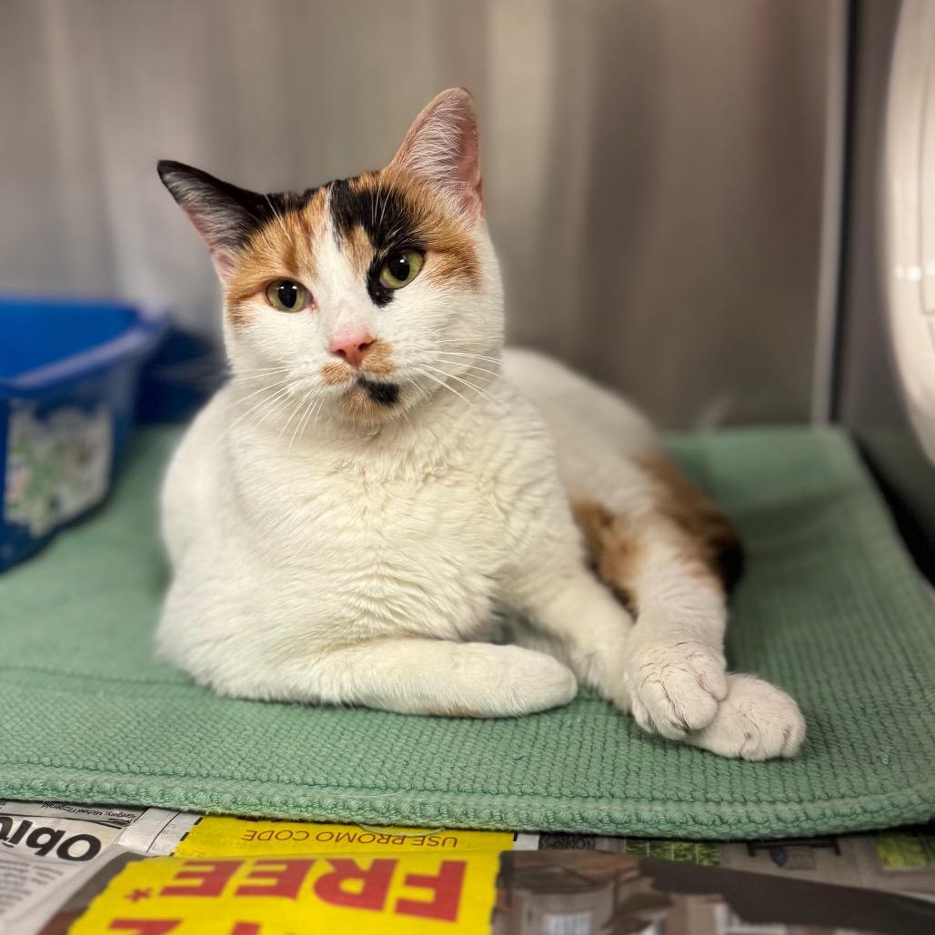 Peach, Adoptable, Adult Female Domestic Short Hair.