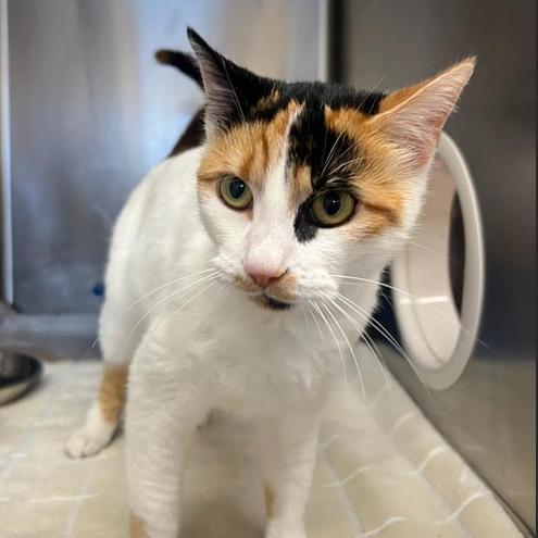 Peach, a Adoptable Domestic Short Hair in Hendersonville, NC image 2/3