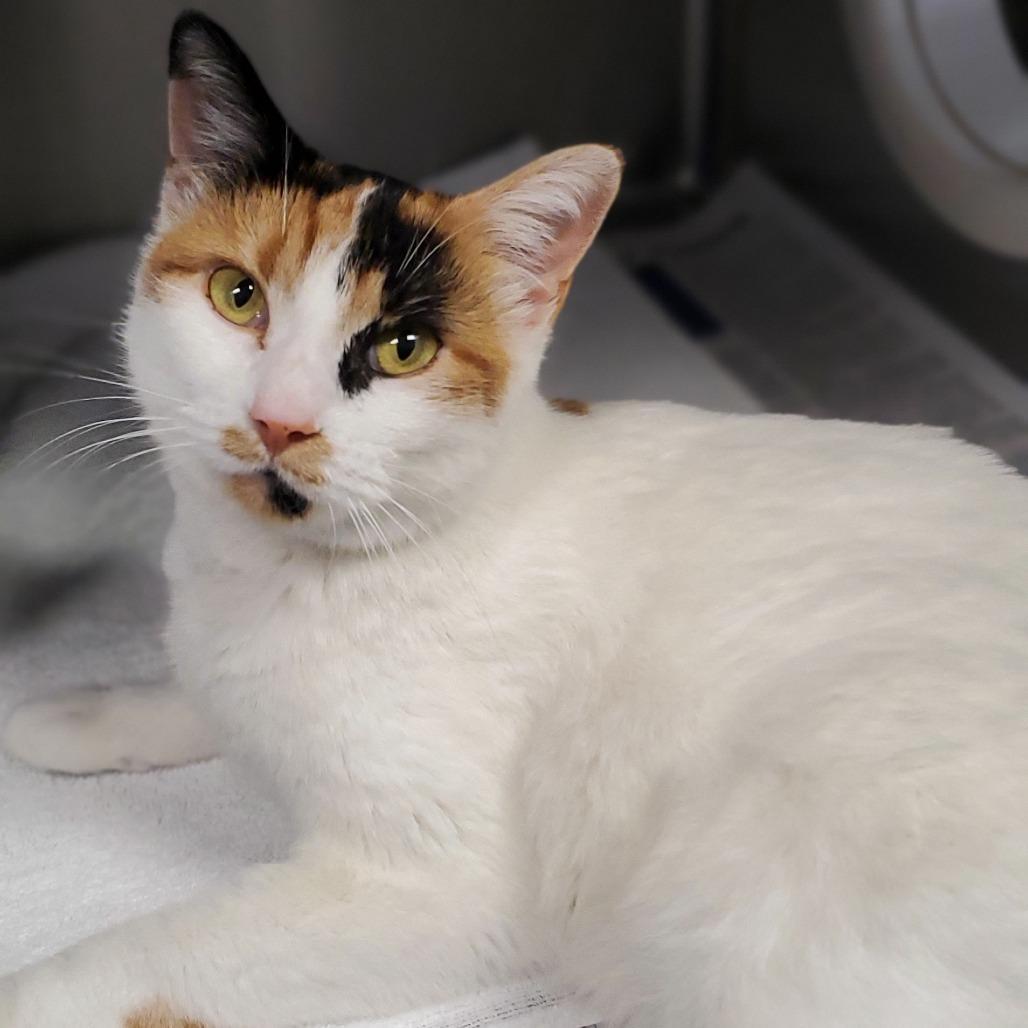 Peach, a Adoptable Domestic Short Hair in Hendersonville, NC image 3/3