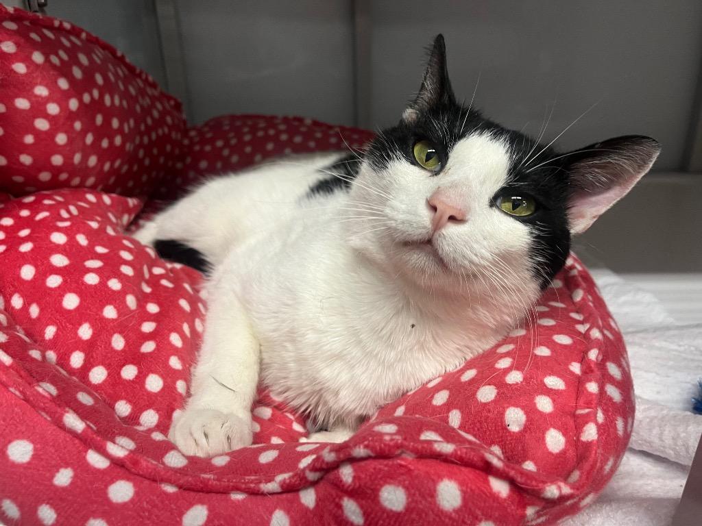 Binary Fission, Adoptable, Adult Male Domestic Short Hair.