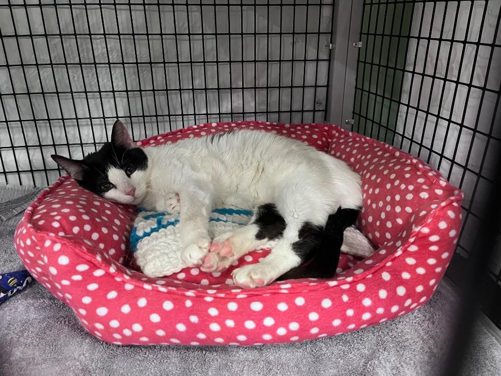 Enlarge Binary Fission, a Adoptable mixed breed in Raleigh, NC image 2/3