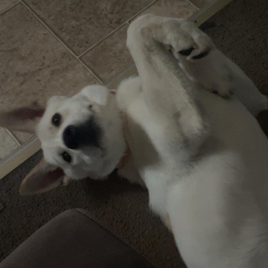 Gigi, Adoptable, Young Female Husky.