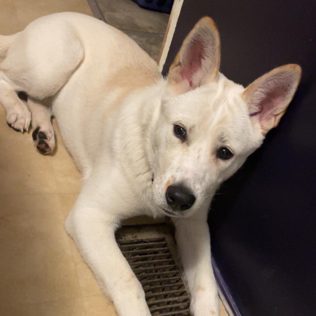 Enlarge Gigi, a Adoptable Husky in Columbus, GA image 2/5