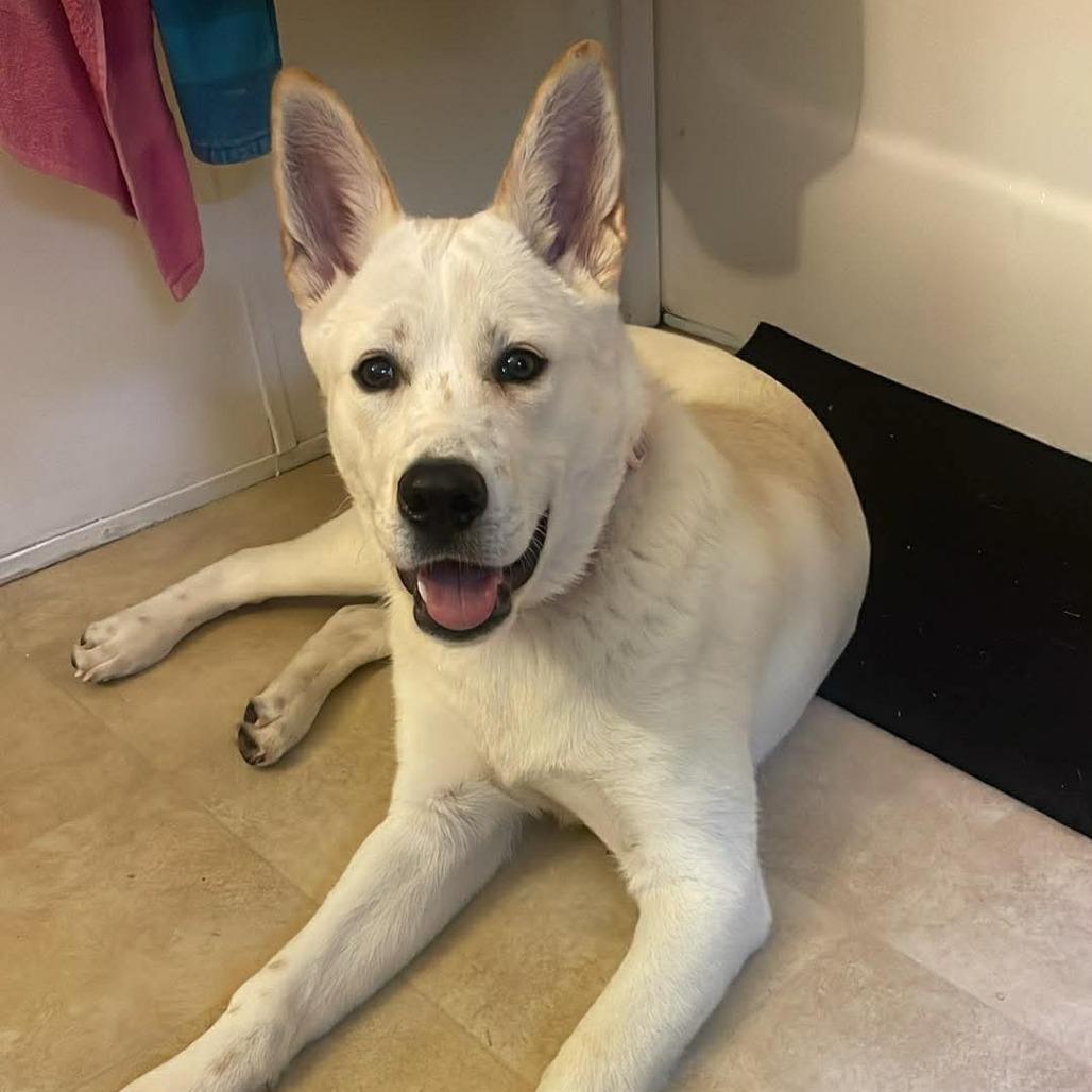 Enlarge Gigi, a Adoptable Husky in Columbus, GA image 3/5