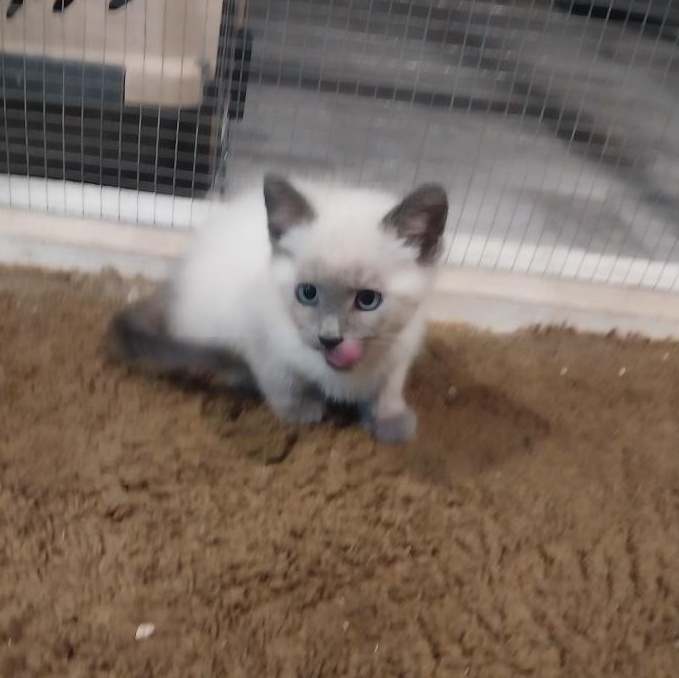 Noodle, Adopted, Young Male Domestic Short Hair.