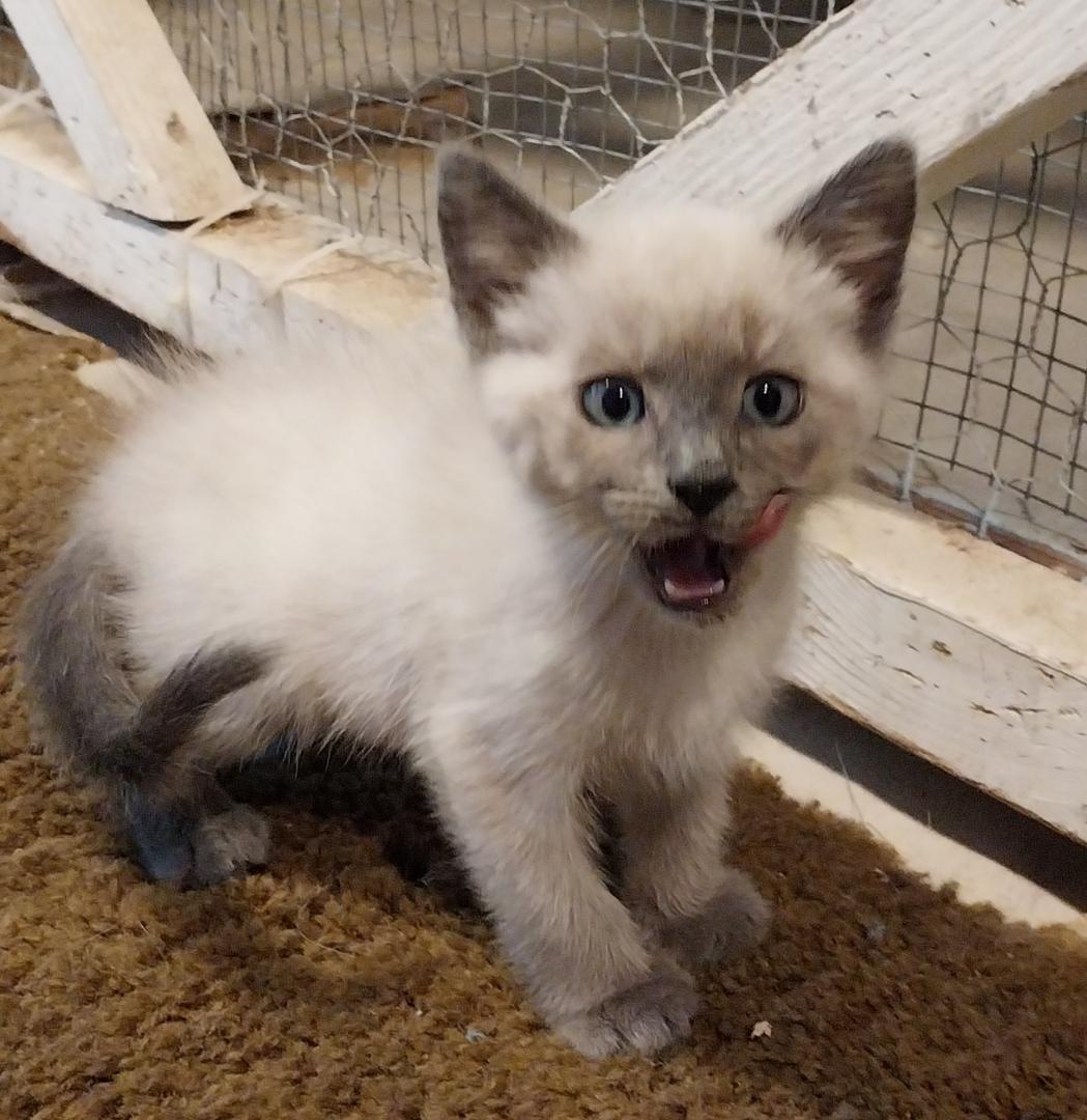 Noodle, a Adopted Domestic Short Hair in The dalles, OR image 2/2