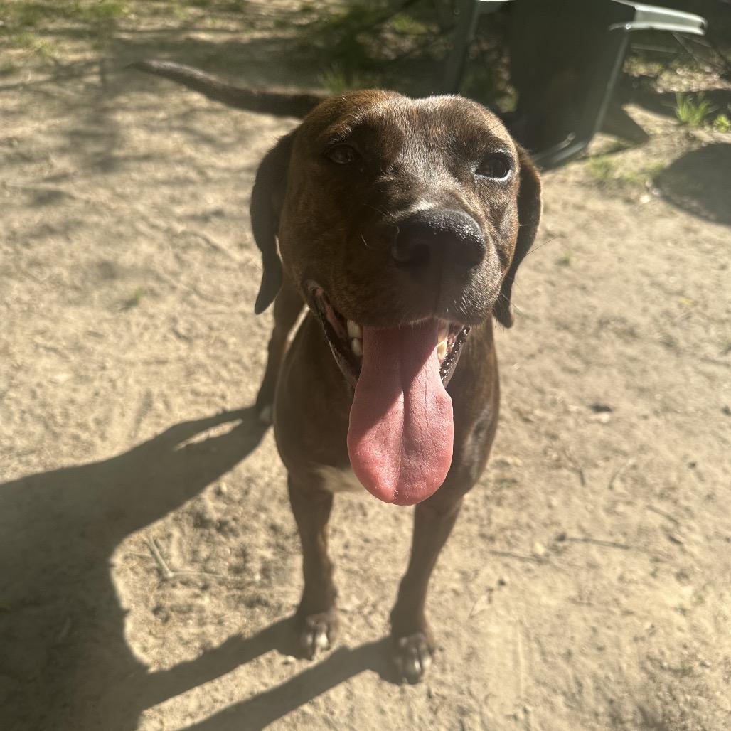 Enlarge Piper, a Adoptable Plott Hound in New Orleans, LA image 5/6