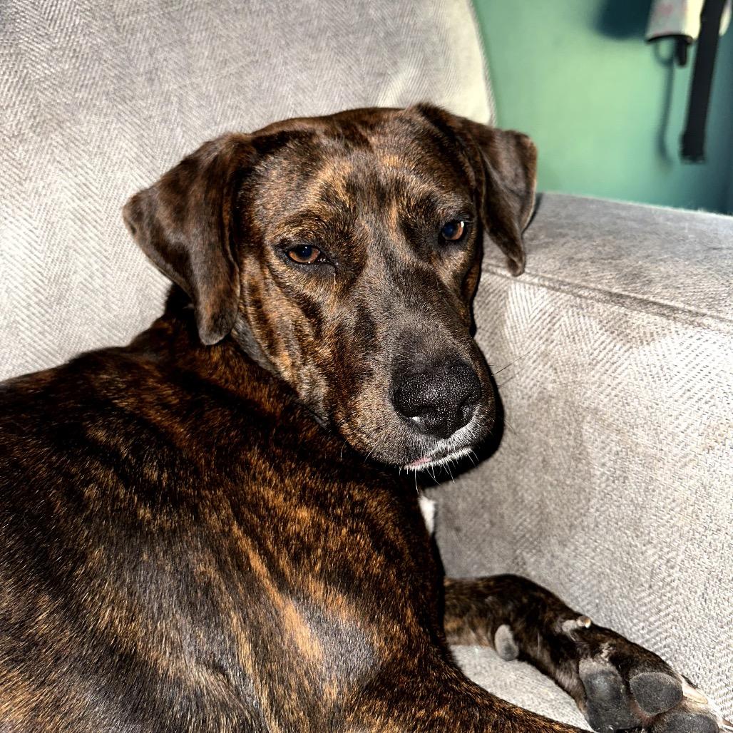 Enlarge Piper, a Adoptable Plott Hound in New Orleans, LA image 1/6