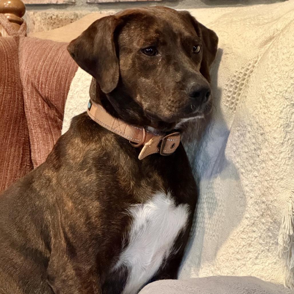 Enlarge Piper, a Adoptable Plott Hound in New Orleans, LA image 2/6
