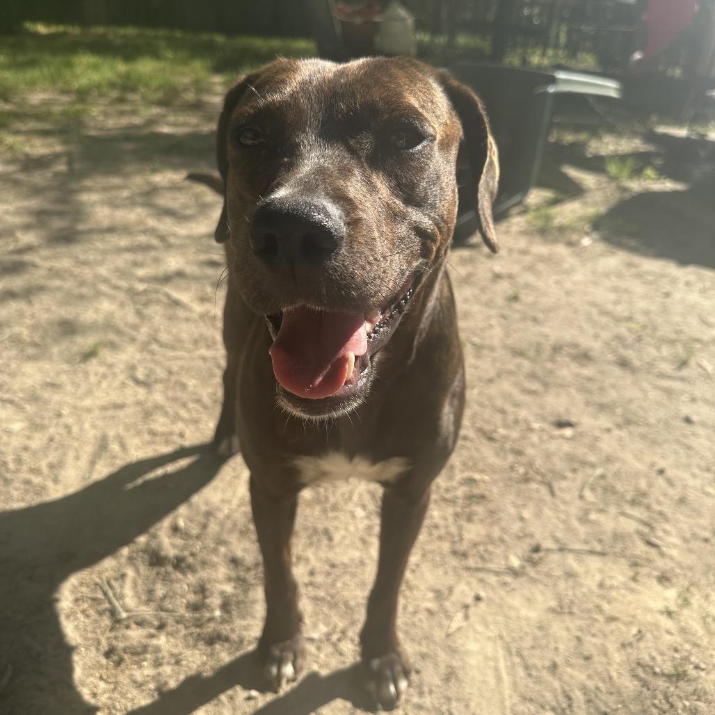 Enlarge Piper, a Adoptable Plott Hound in New Orleans, LA image 6/6