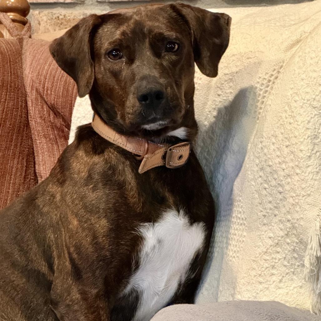 Enlarge Piper, a Adoptable Plott Hound in New Orleans, LA image 3/6