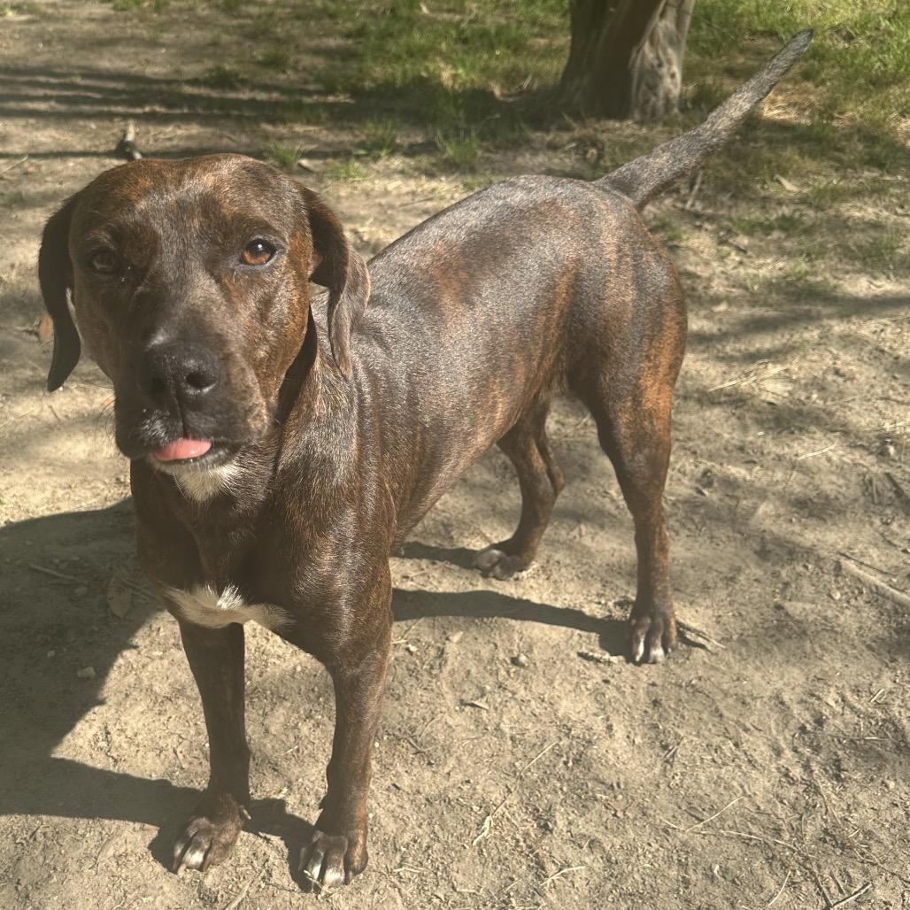 Enlarge Piper, a Adoptable Plott Hound in New Orleans, LA image 4/6