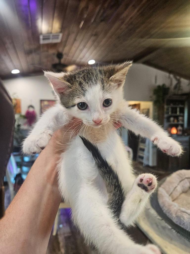 Spice, Adoptable, Kitten Female Domestic Short Hair.