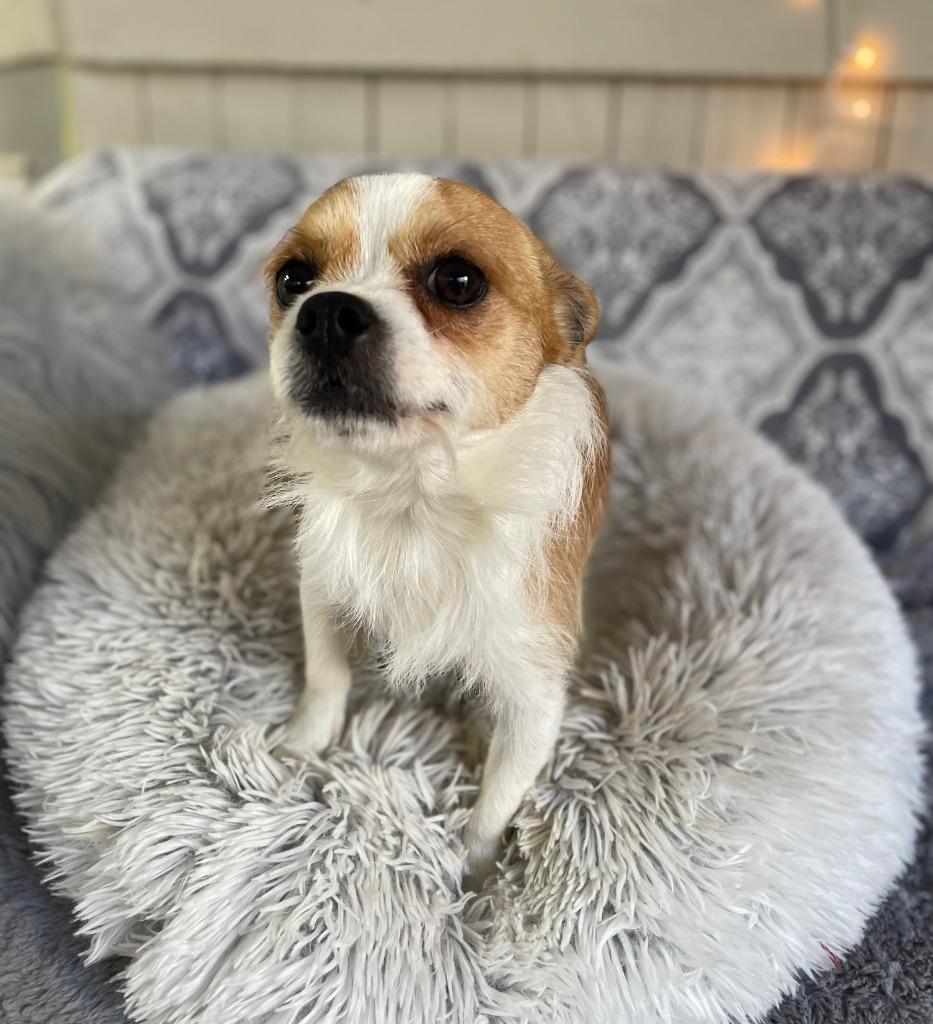Rook, a Adoptable Terrier in Fort Worth, TX image 1/3