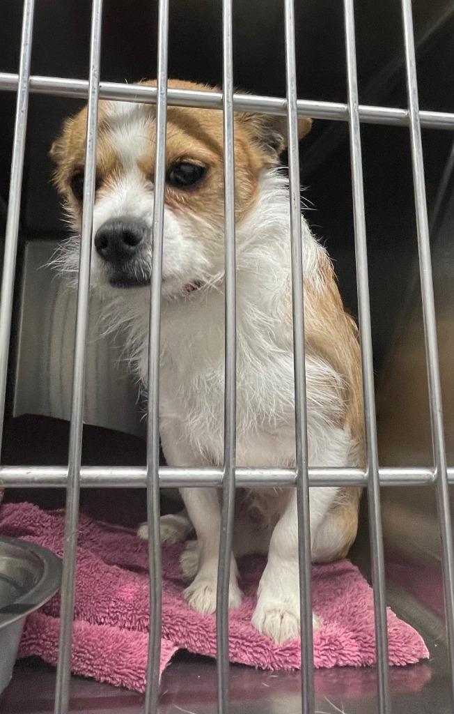 Rook, a Adoptable Terrier in Fort Worth, TX image 2/3