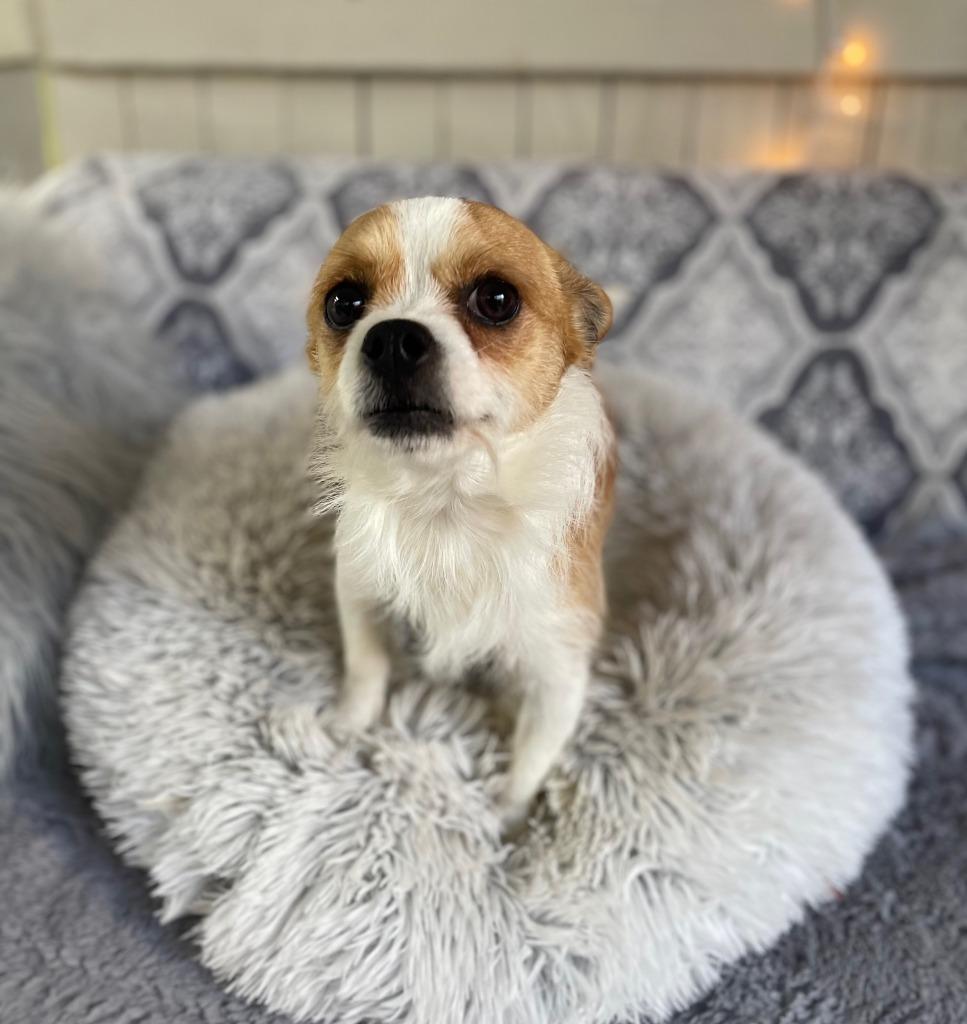 Rook, a Adoptable Terrier in Fort Worth, TX image 3/3