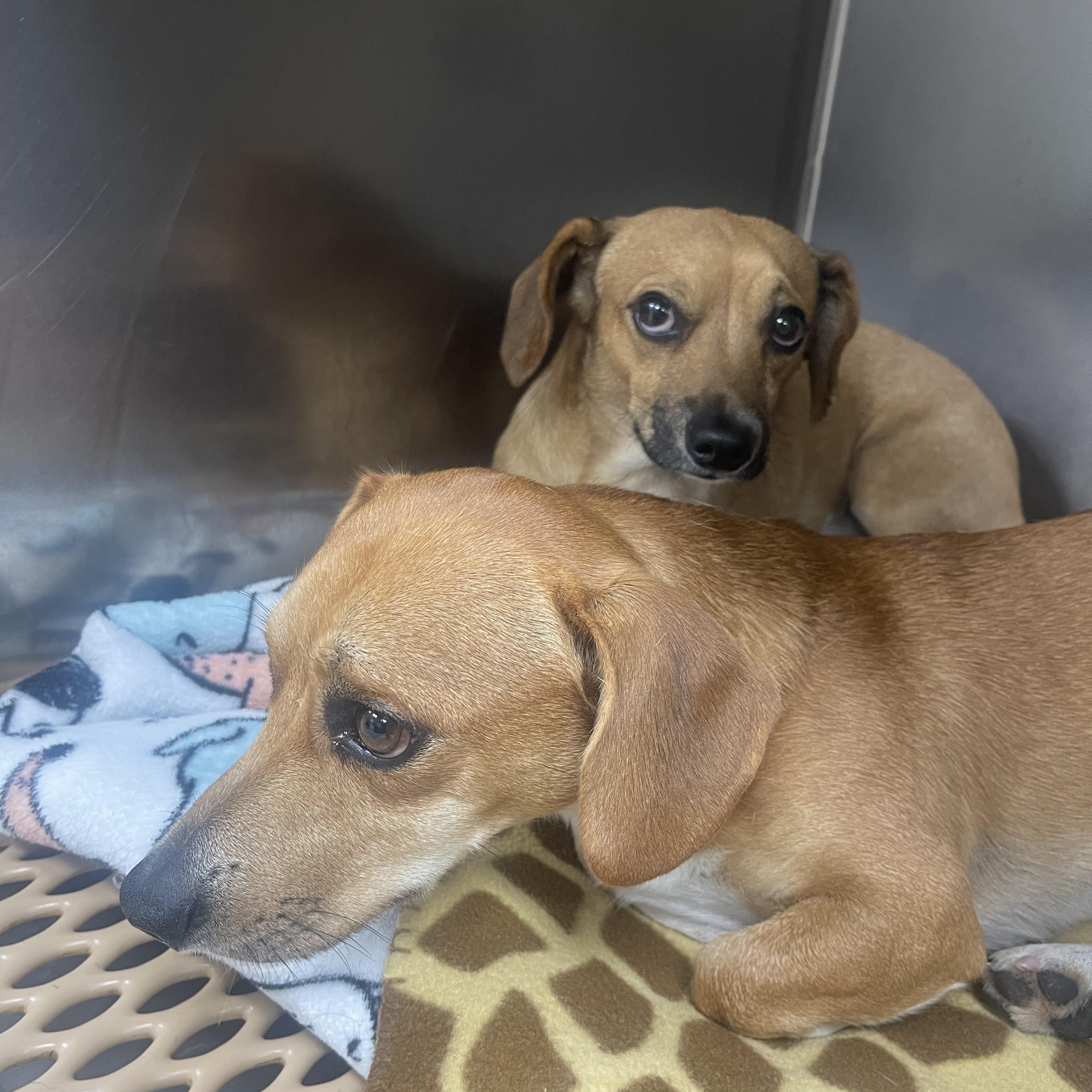 Sawyer and Sully, Adopted, Adult Male Dachshund & Chihuahua.