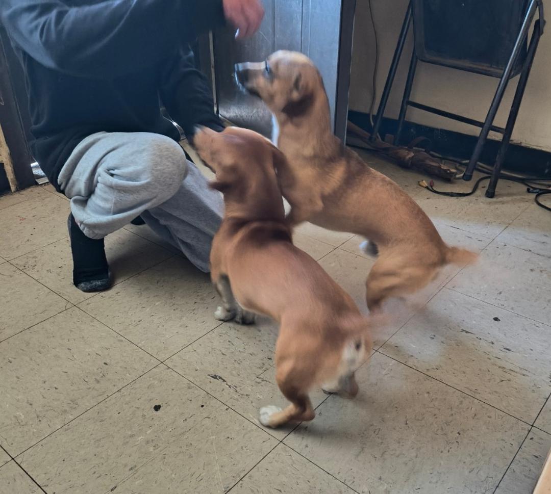 Enlarge Sawyer and Sully, a Adopted mixed breed in Newtown, CT image 2/5