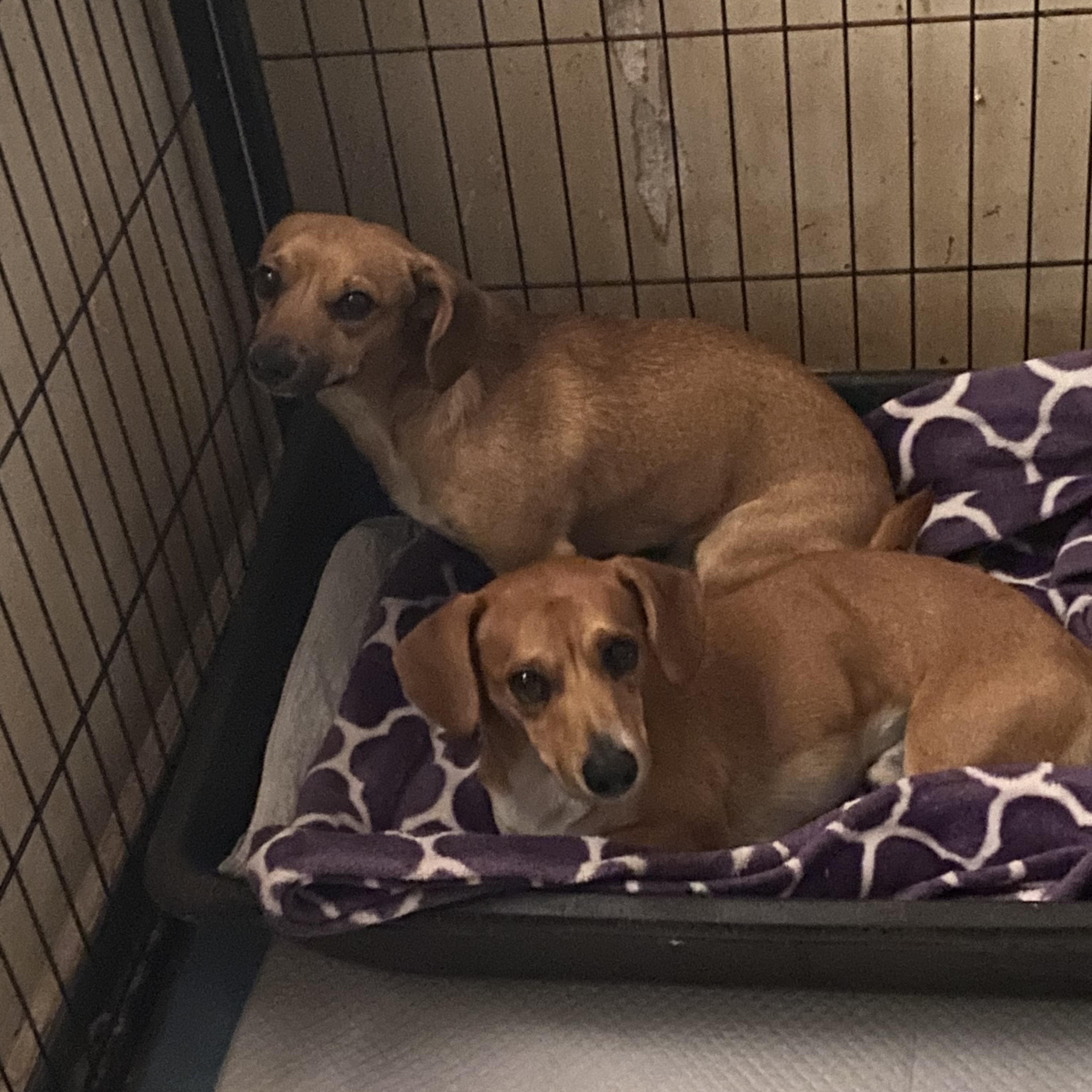 Enlarge Sawyer and Sully, a Adopted mixed breed in Newtown, CT image 3/5