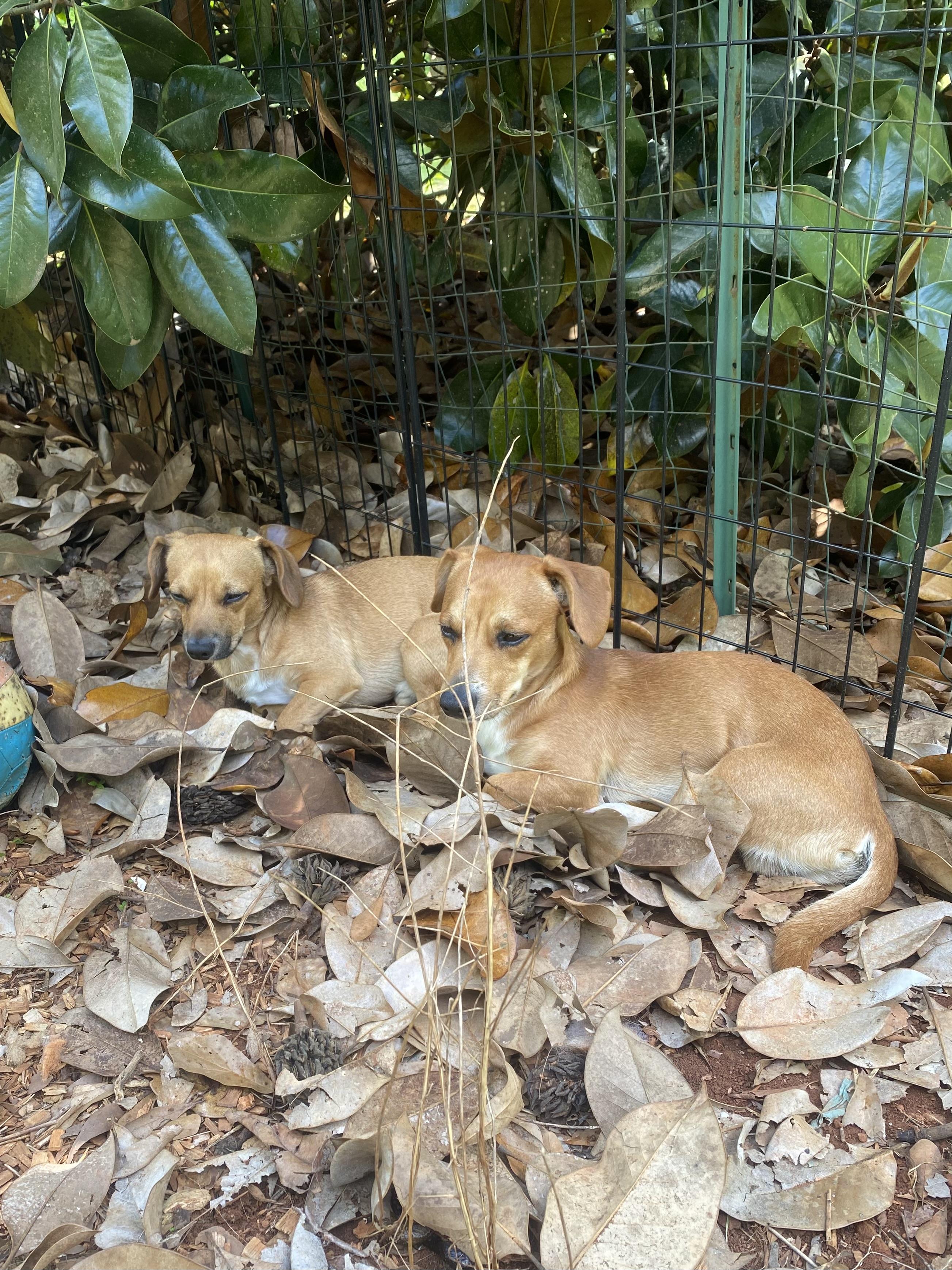 Enlarge Sawyer and Sully, a Adopted mixed breed in Newtown, CT image 4/5