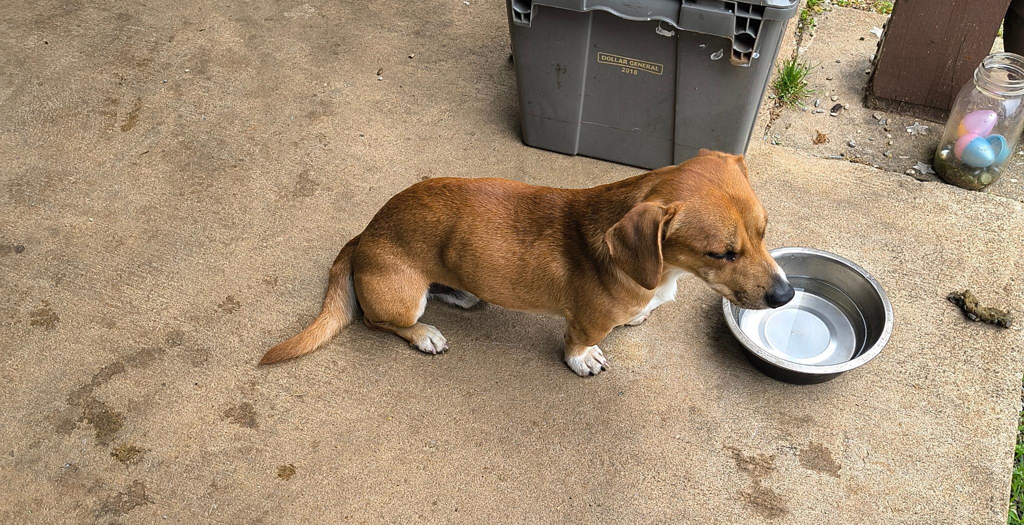 Enlarge Sawyer and Sully, a Adopted mixed breed in Newtown, CT image 5/5
