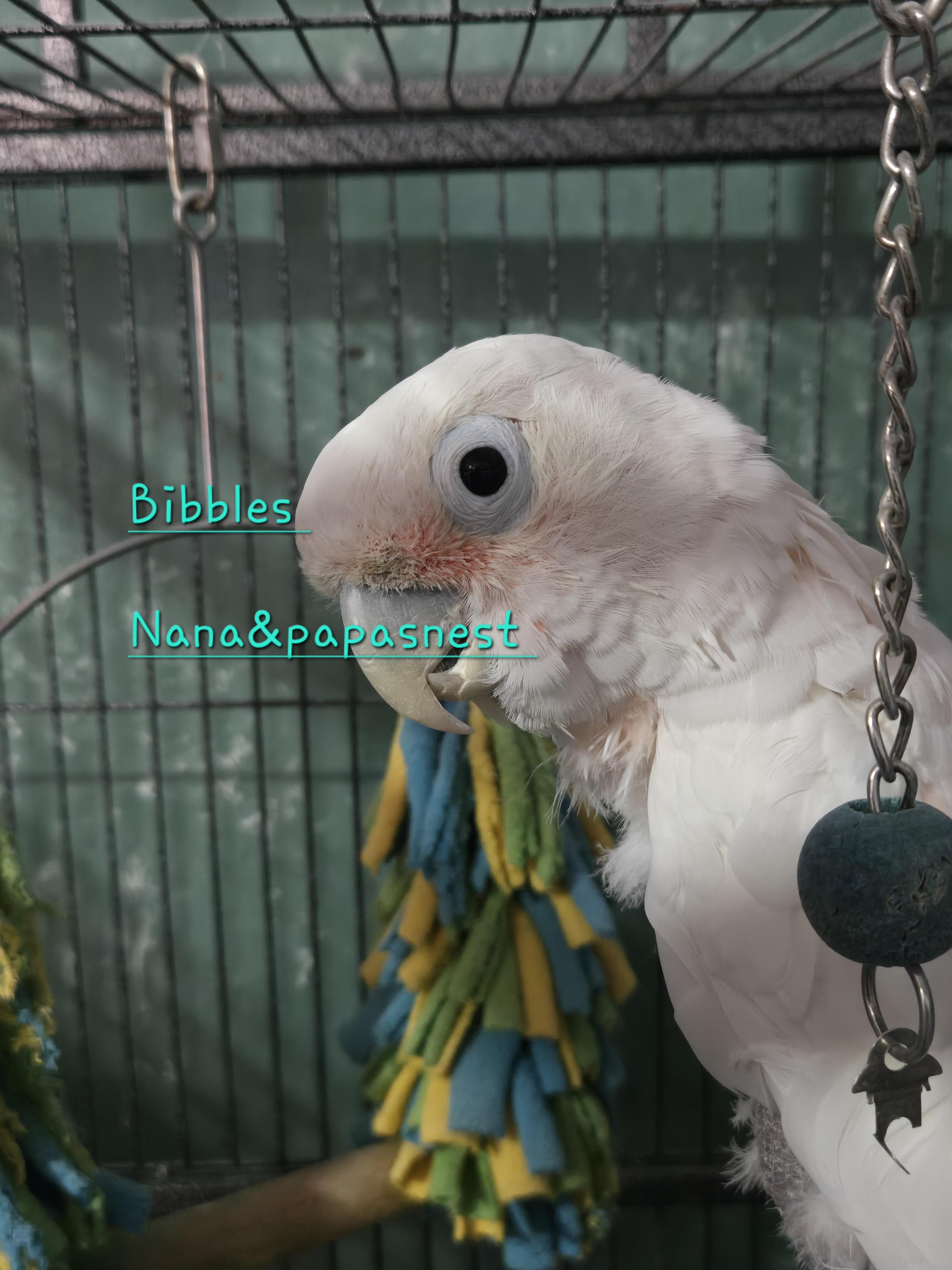 Enlarge Bibbles, a ADOPTABLE Cockatoo in Wakefield, VA image 1/2