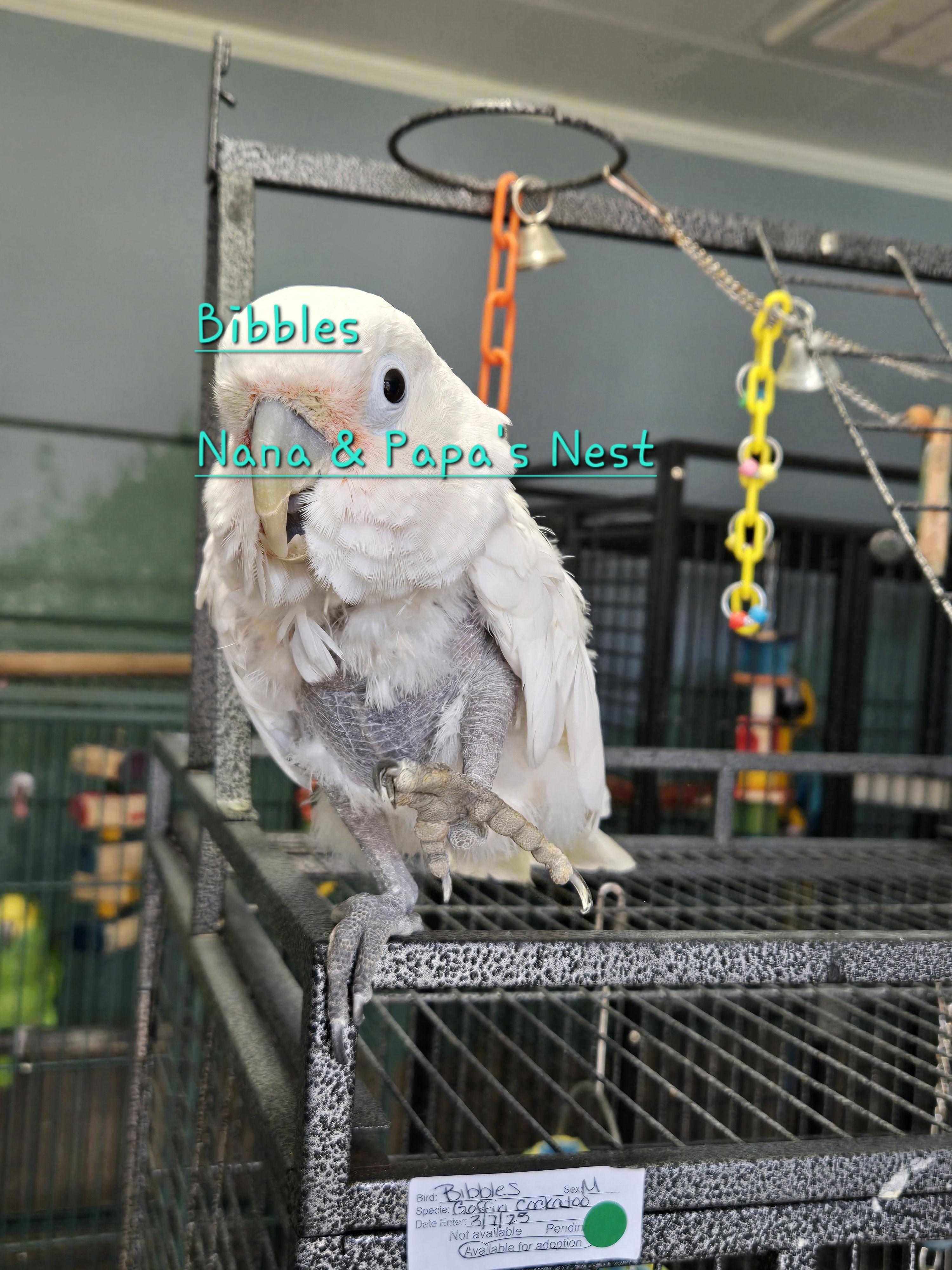 Enlarge Bibbles, a ADOPTABLE Cockatoo in Wakefield, VA image 2/2