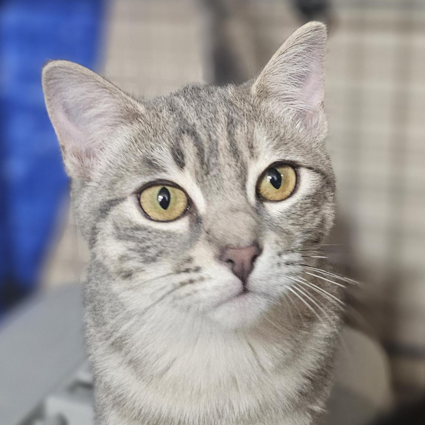 Peanut, Adopted, Young Female Domestic Short Hair.