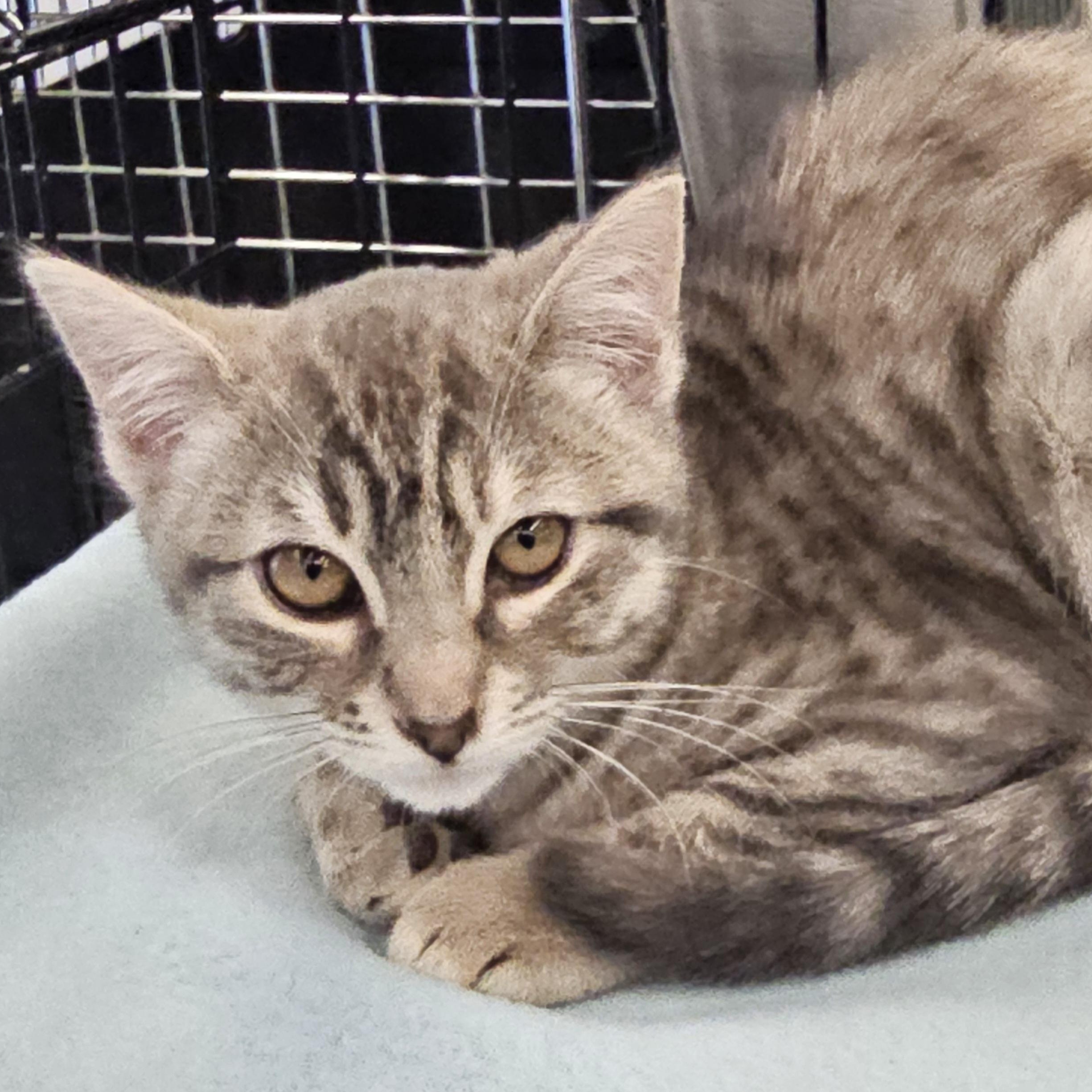 Enlarge Peanut, a Adopted Domestic Short Hair in Kalama, WA image 2/2