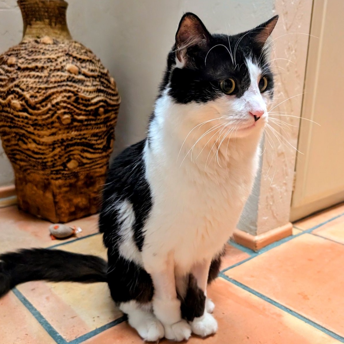 Cat for adoption KITTY MEOW, a Tuxedo in San Juan Capistrano, CA