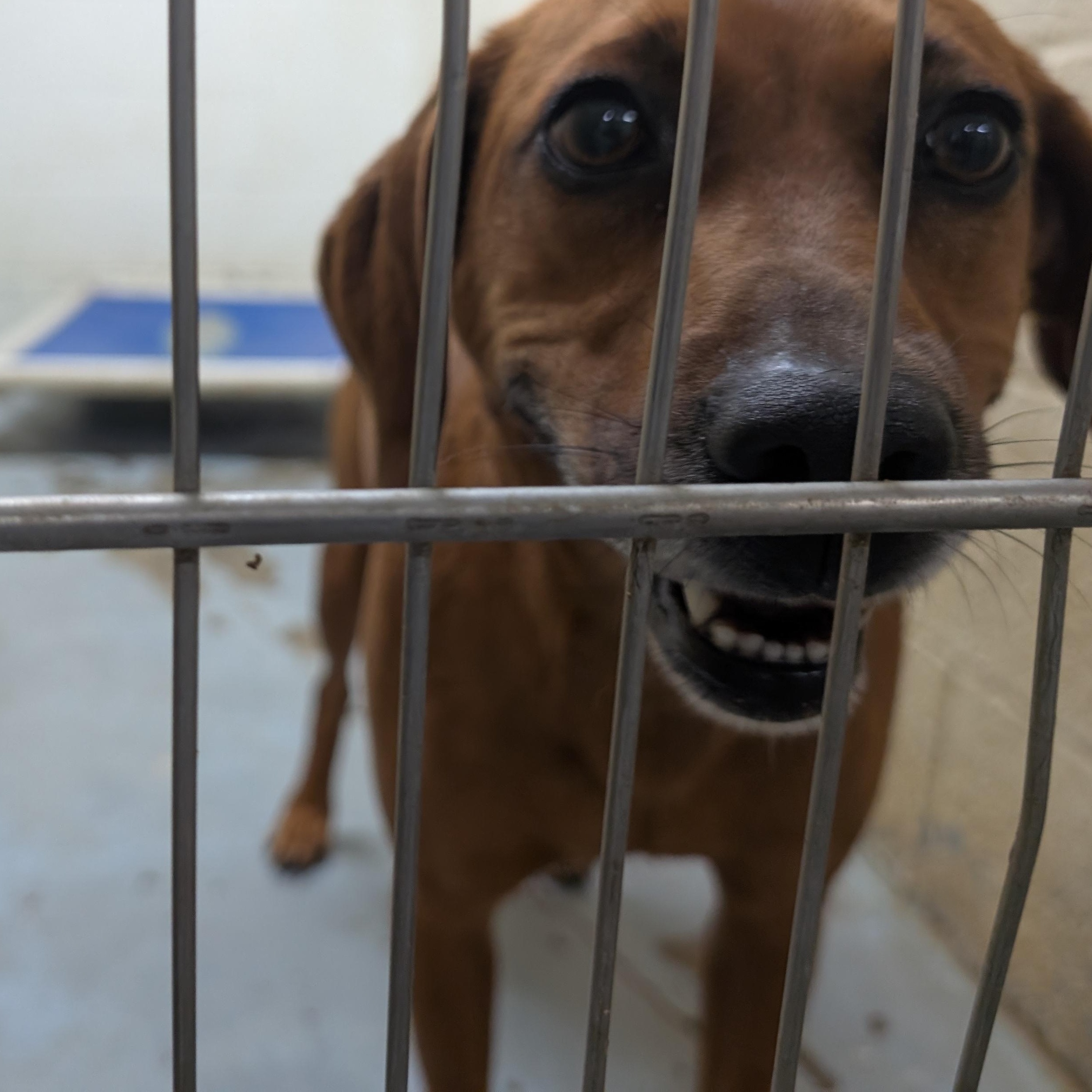 Enlarge 167964 Uni, a ADOPTABLE mixed breed in Ravenna, OH image 2/2