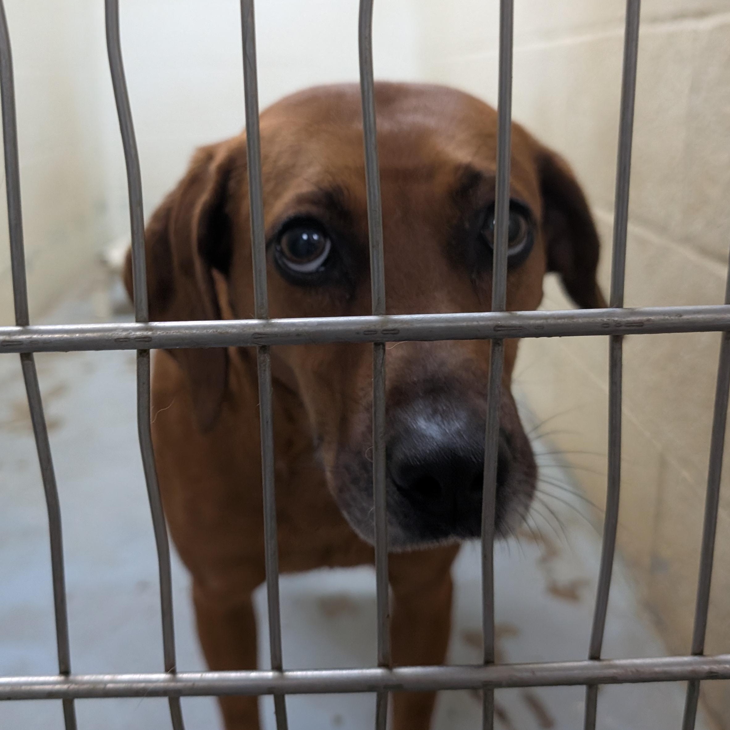 Enlarge 167964 Uni, a ADOPTABLE mixed breed in Ravenna, OH image 1/2